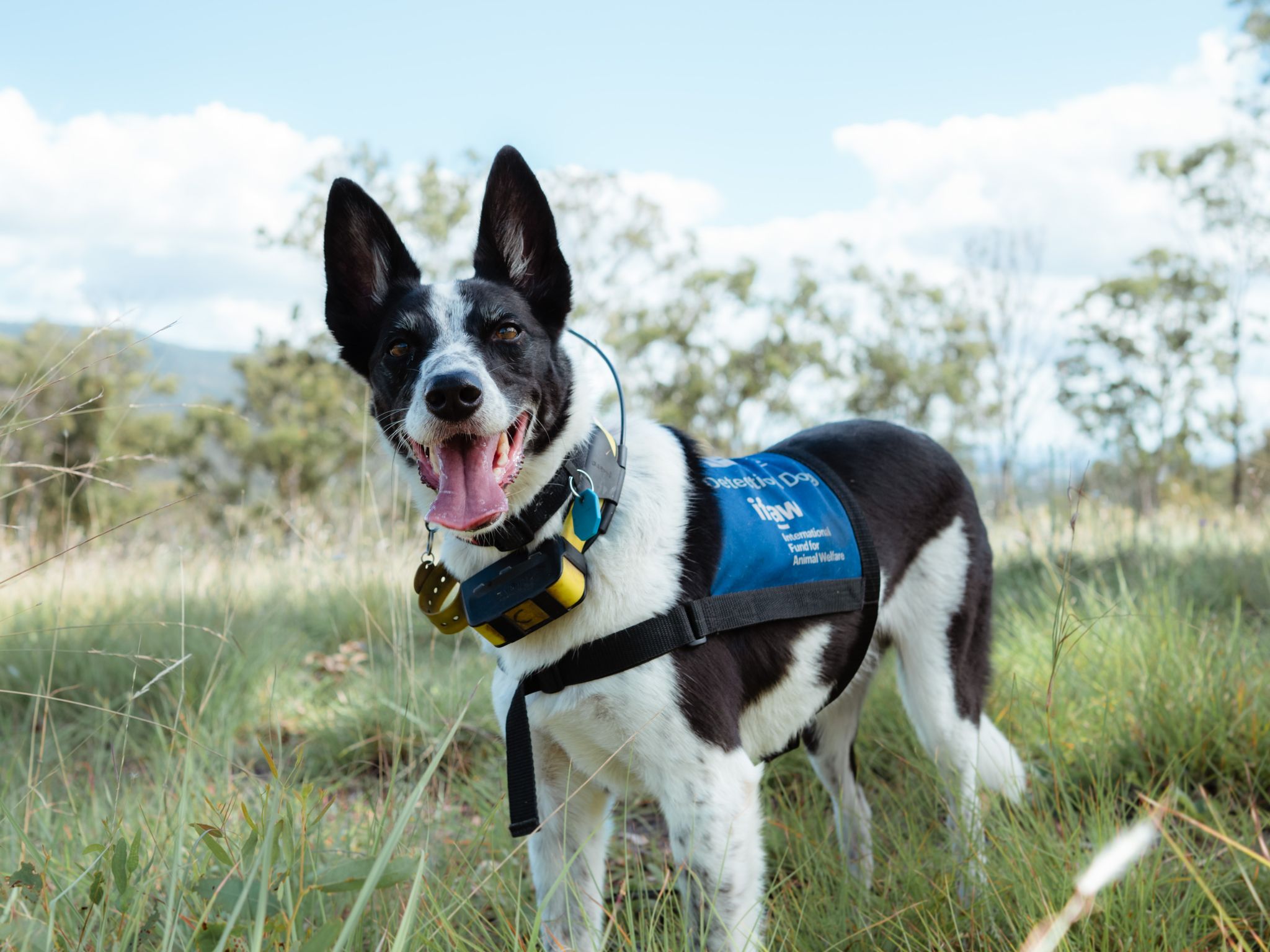 Spürhunde erschnüffeln Koala-Kot in Australien