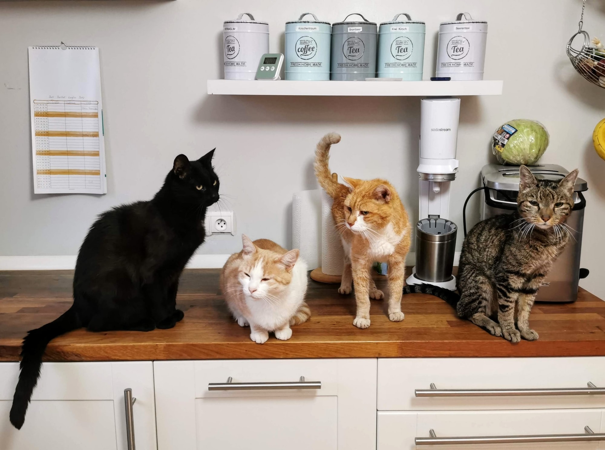 100 Tote Katzen bei Rentner gefunden