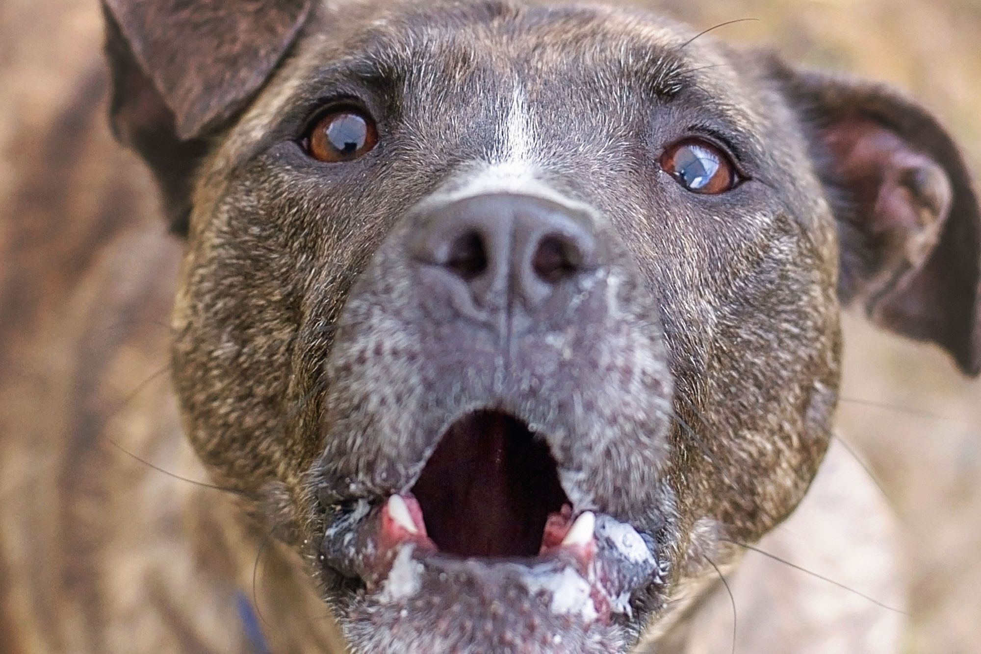 2 Pitbulls töten Rollstuhlfahrer