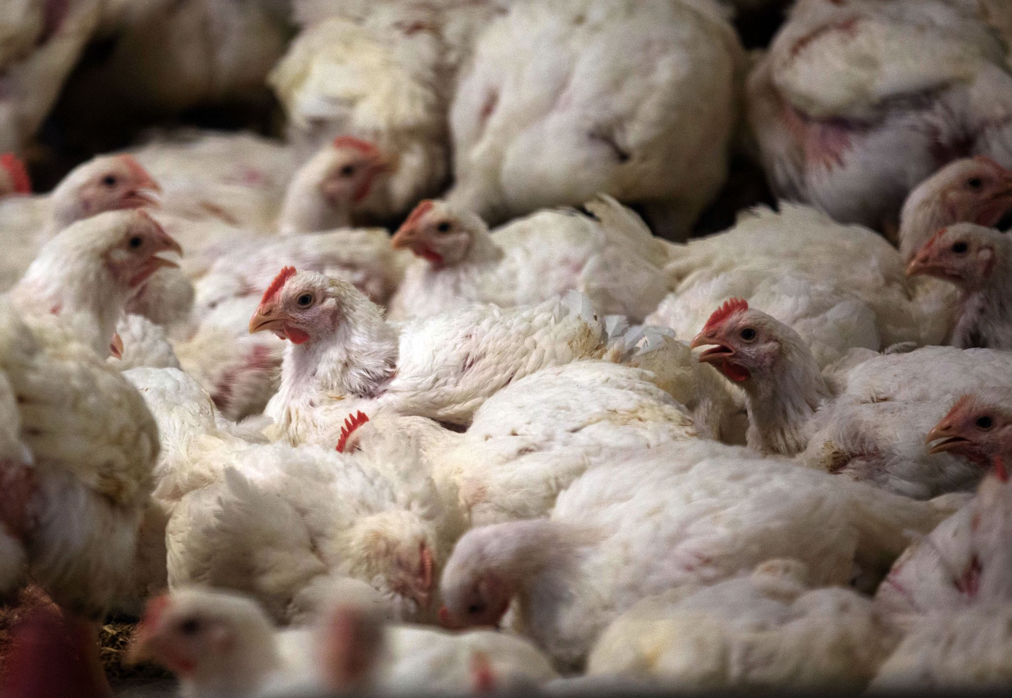 Fleischkontrolle: Hühner fallen häufiger durch als Schweine