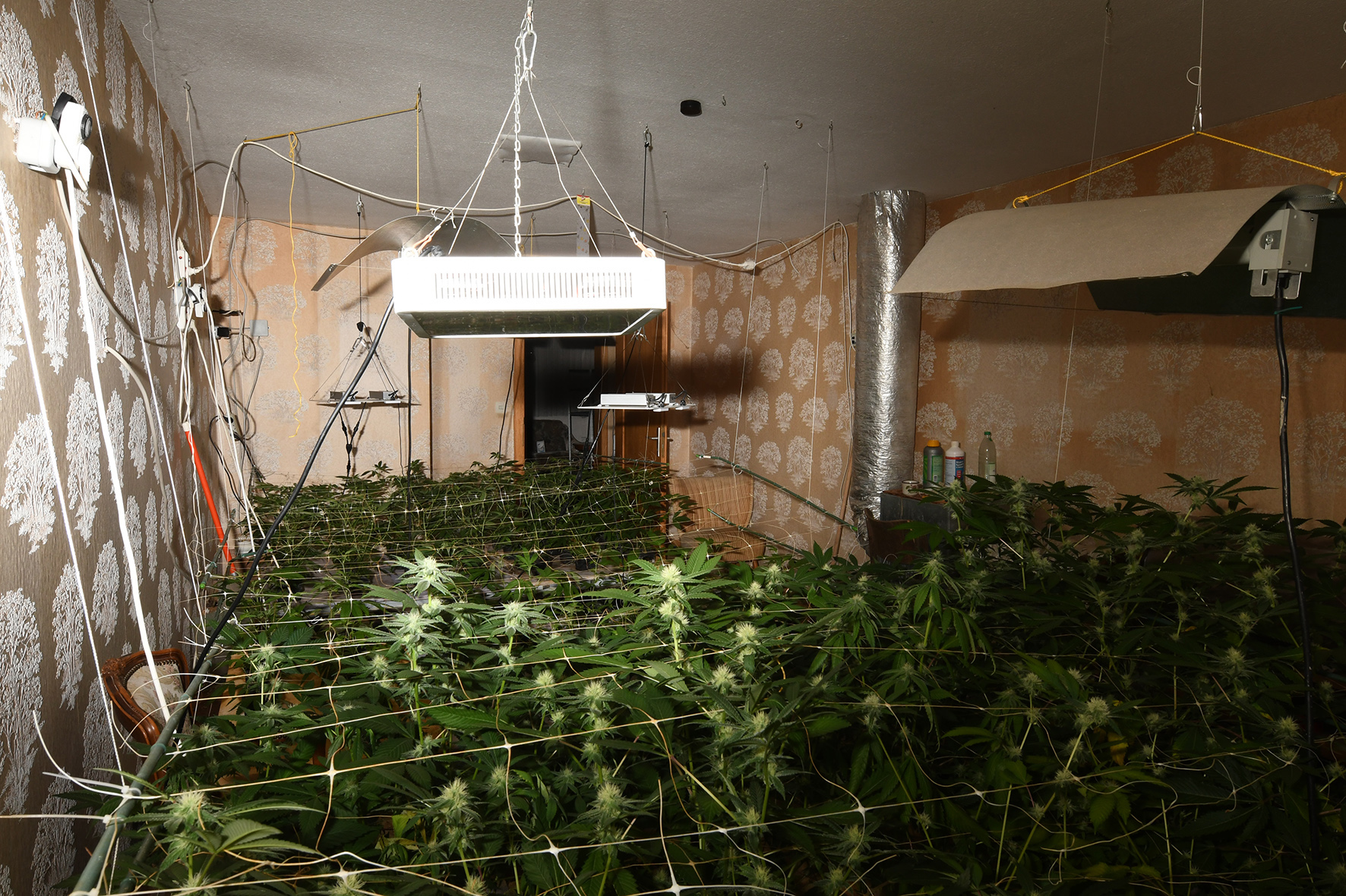 NRW: Große Marihuana-Plantage entdeckt