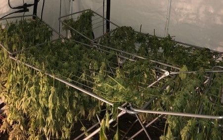 Aachen: Hanfplantage entdeckt – zwei Personen festgenommen