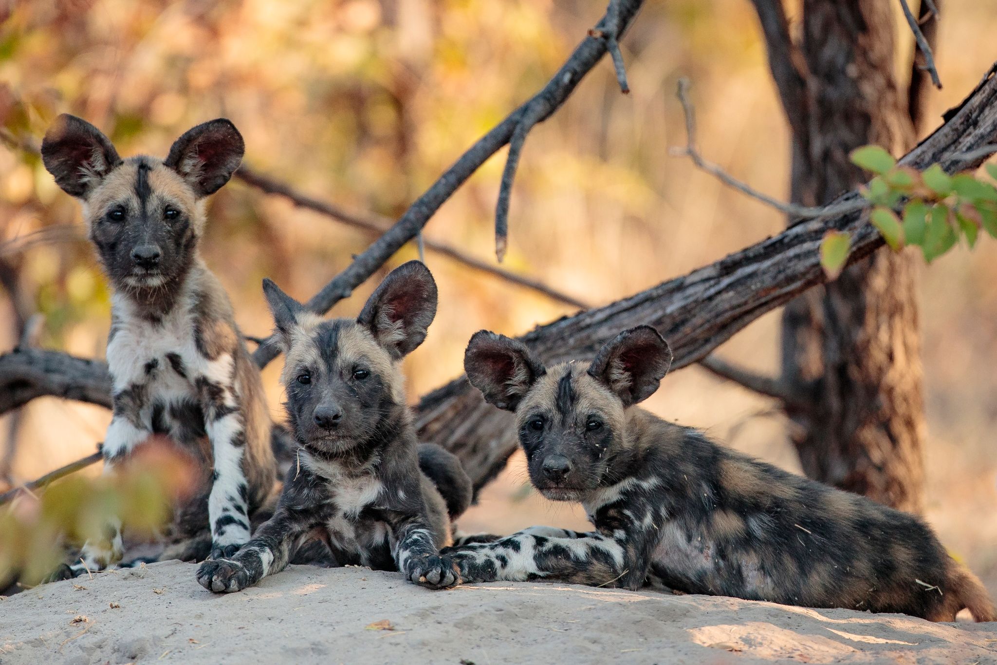 Klimaanpassung Afrikanischer Wildhunde zu ihrem Nachteil