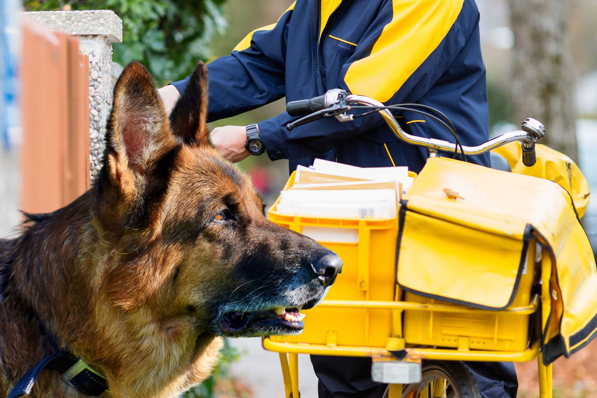 Autsch! – Schäferhund beißt Postboten in die Genitalien