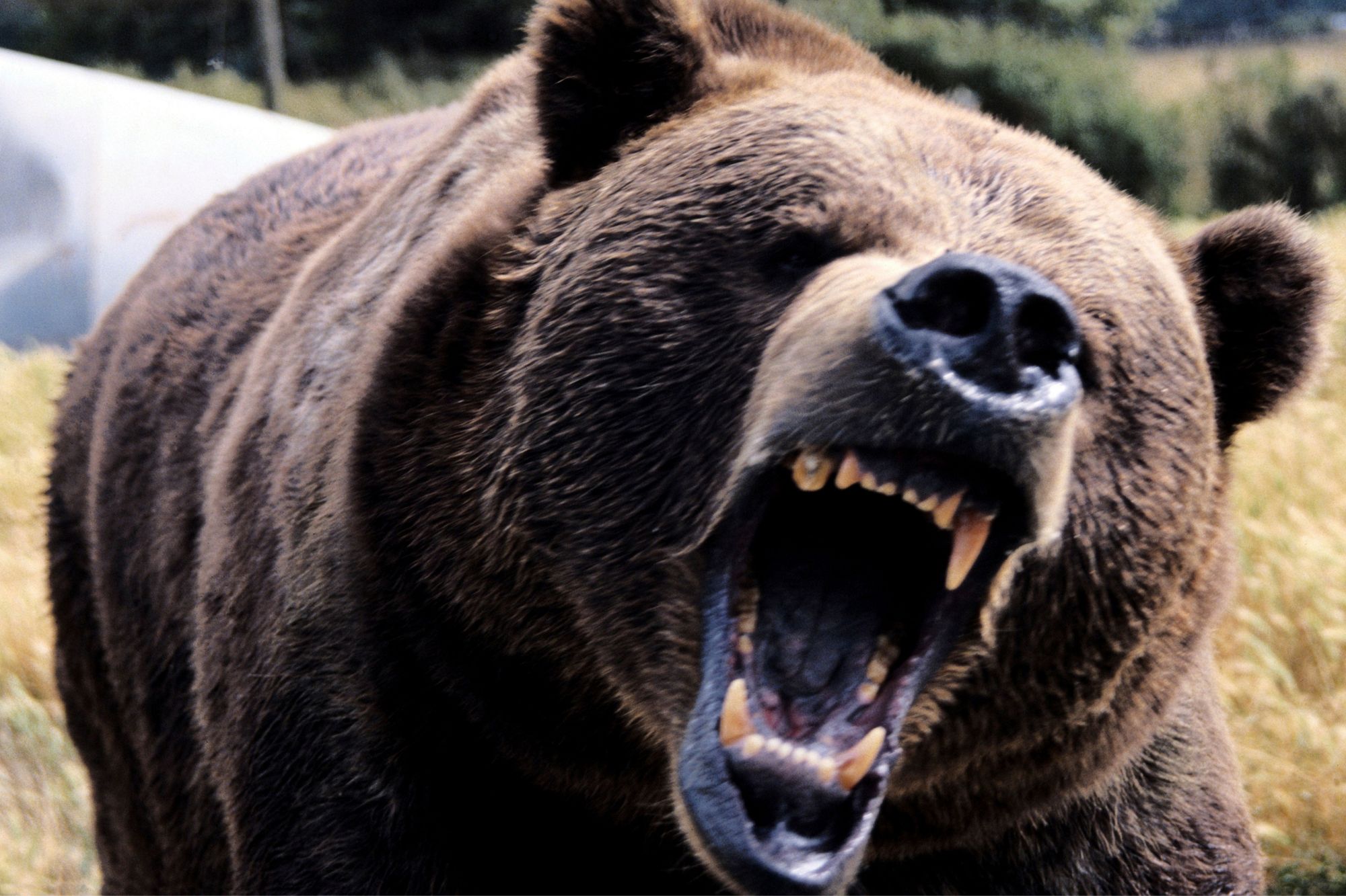 Bär tötet Camper und frisst ihn