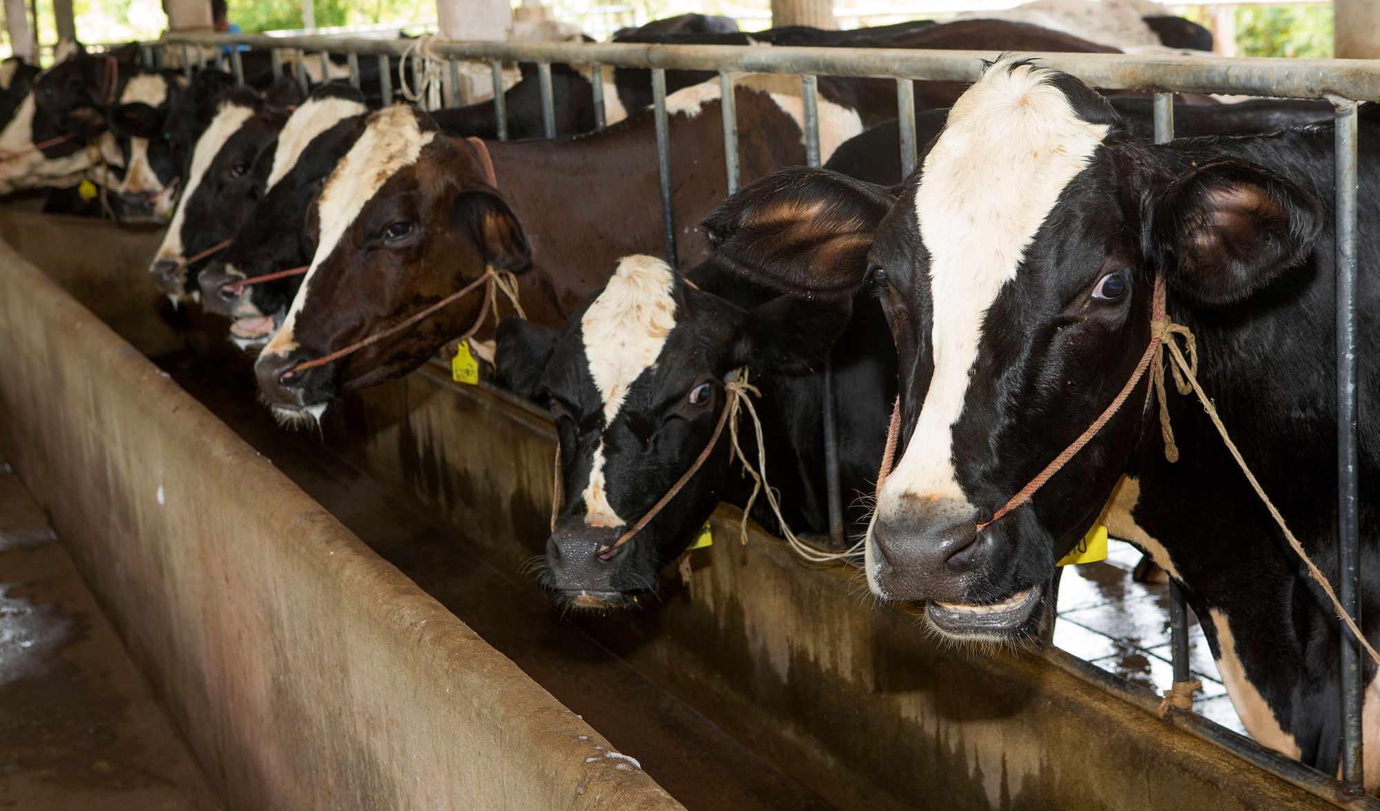Bauern-Trio missbraucht 730 Nutztiere und hält jede ihrer schrecklichen Taten auf Video fest