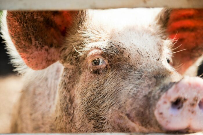 Schweinezucht im Emsland abgebrannt - 2000 Ferkel verbrannt