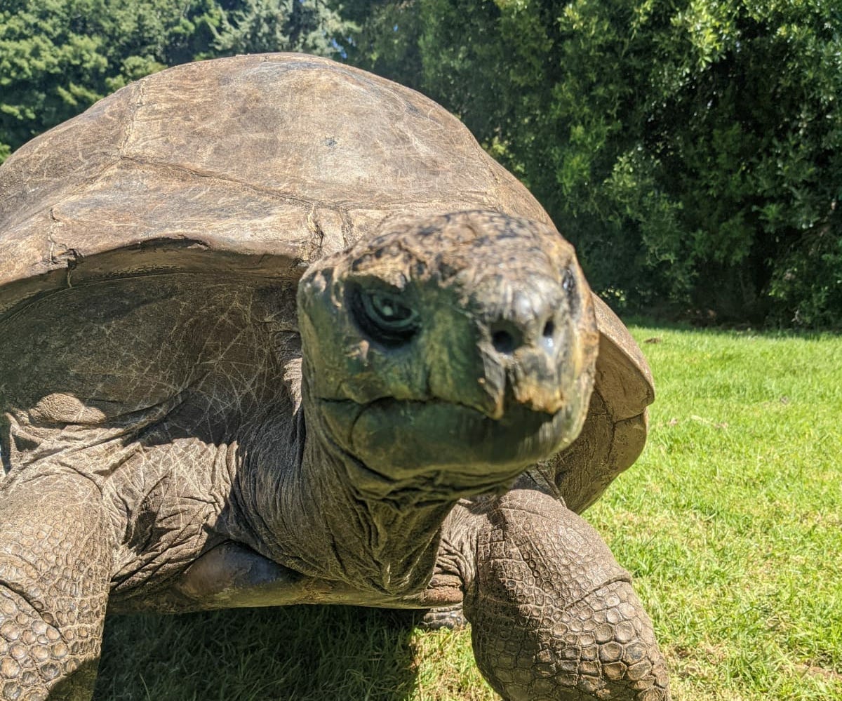 Das älteste Tier der Welt – mit 190 Jahren bekommt die Schildkröte ein Eintrag ins Guiness-Buch der Rekorde