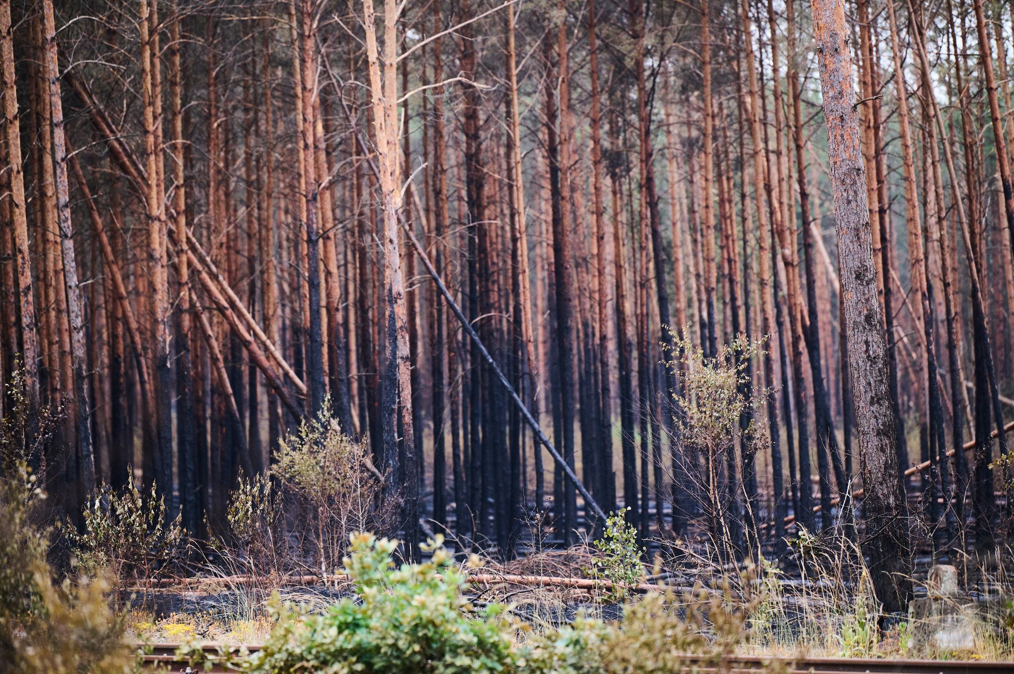Einsatzkräfte wollen weitere Waldbrände verhindern