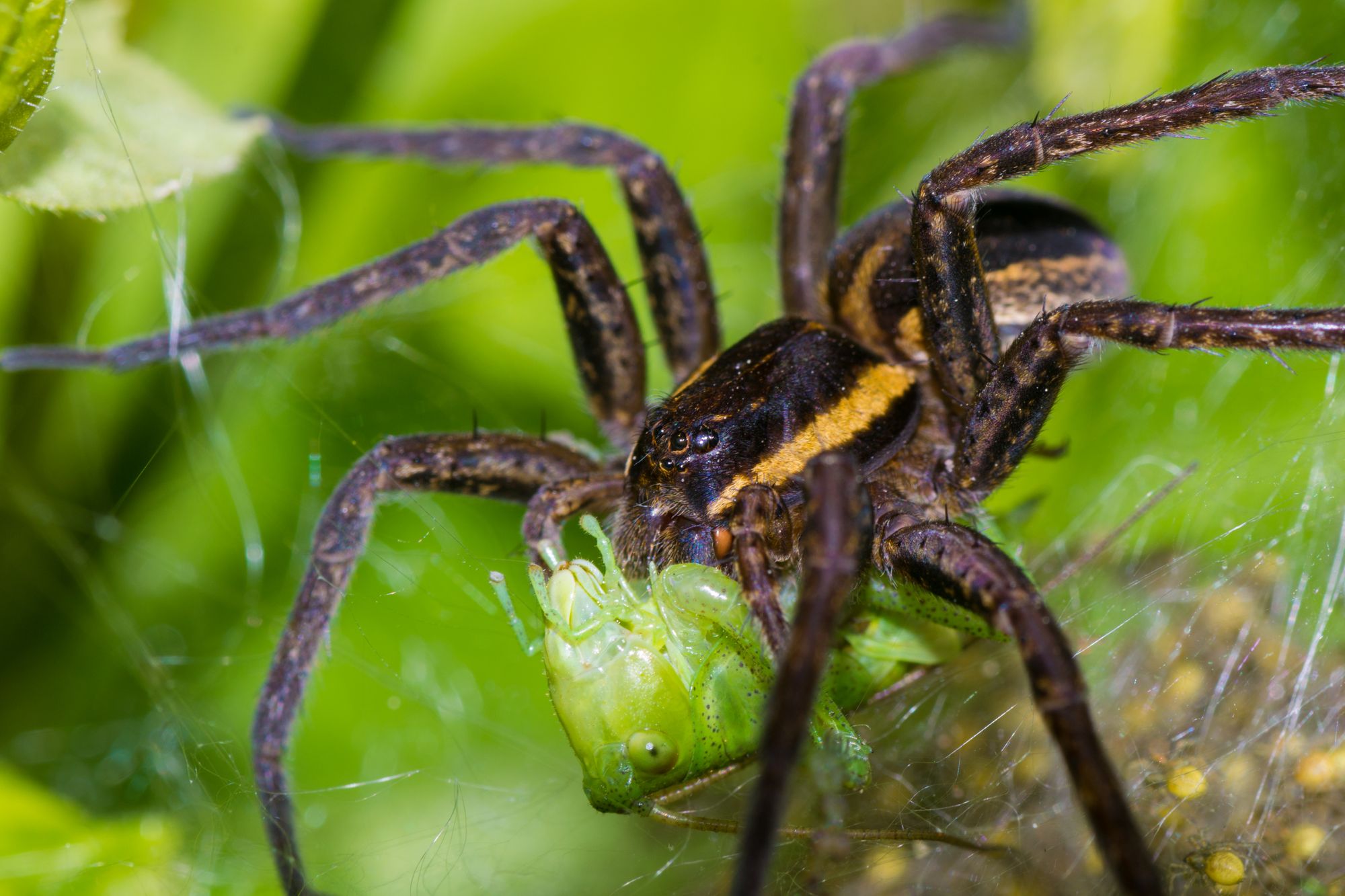 Die giftigsten Tiere Deutschlands – Auch in Ihrem Garten!