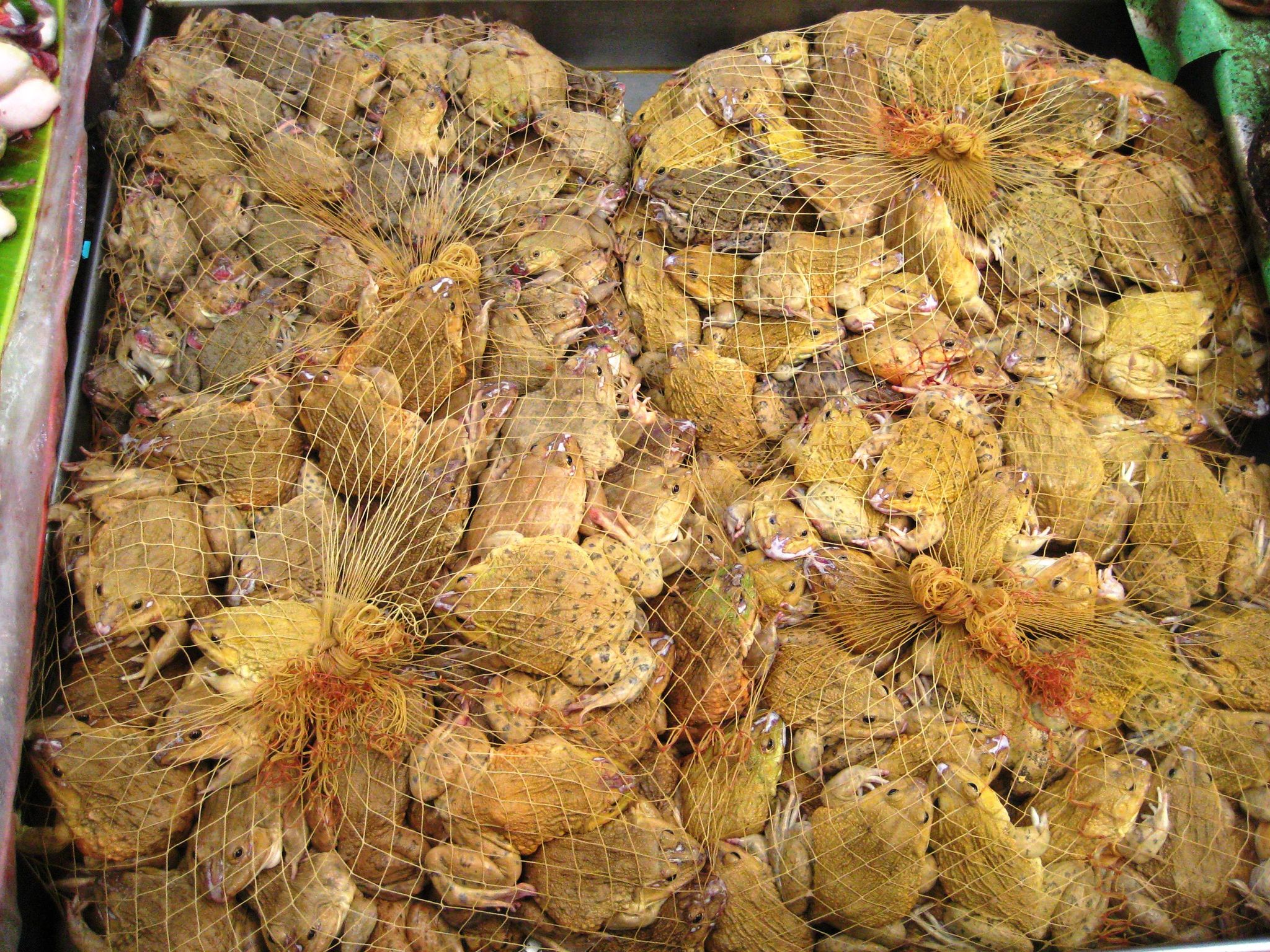 EU-Importe von Froschschenkeln bedrohen Bestände in Asien