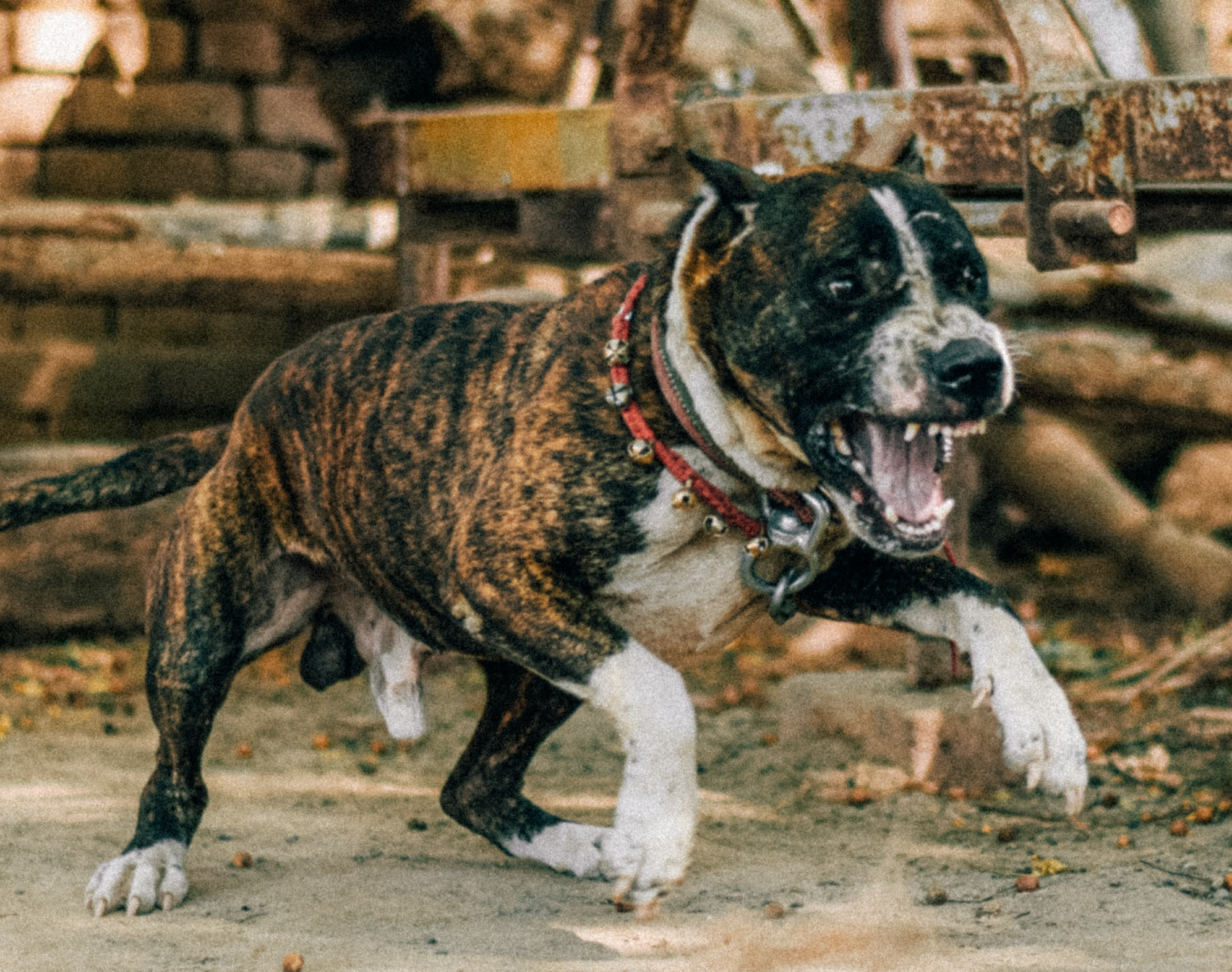 Drei Pitbulls zerfleischen Frau