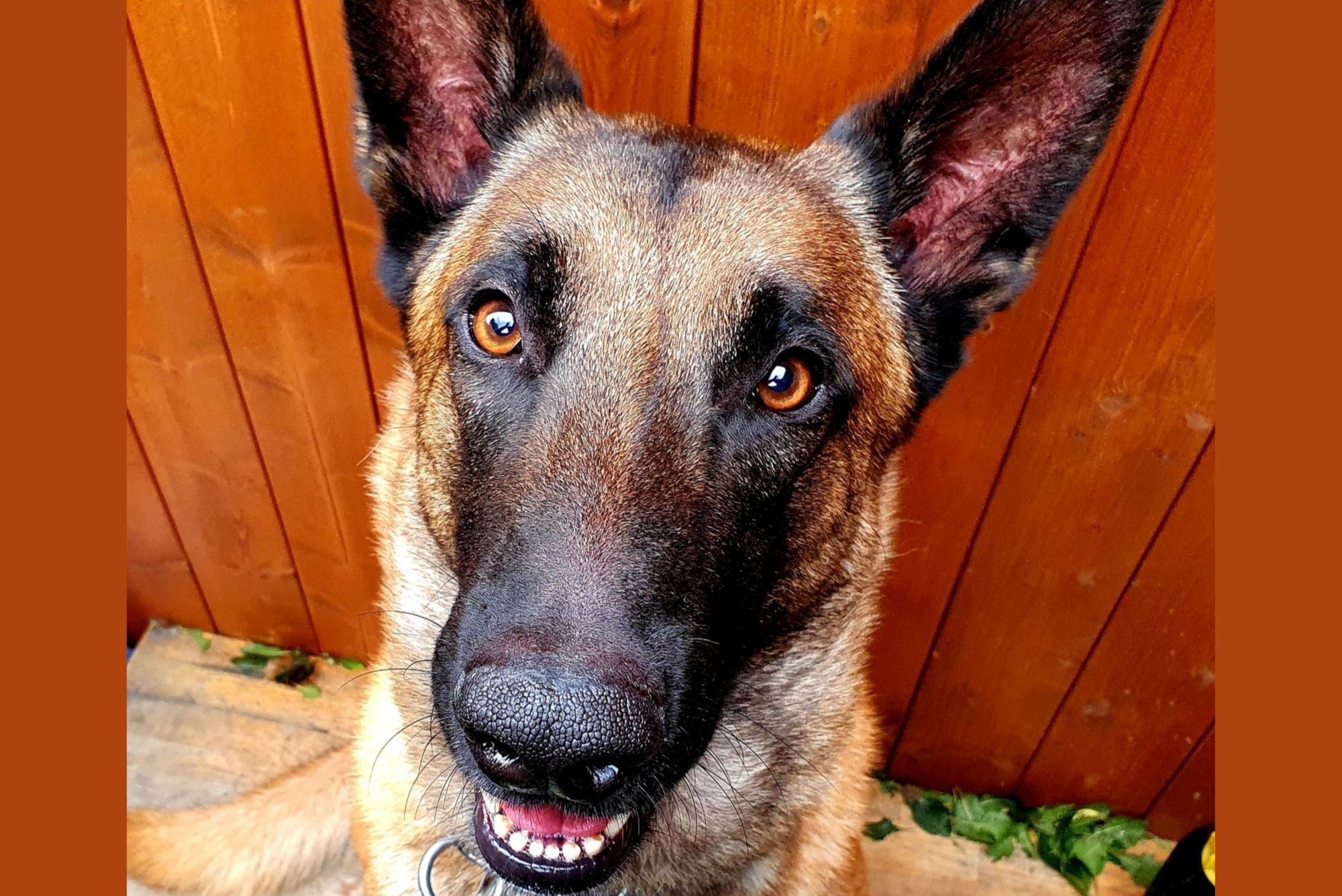 Düsseldorf: Polizeihund Sputnik stellt Einbrecher