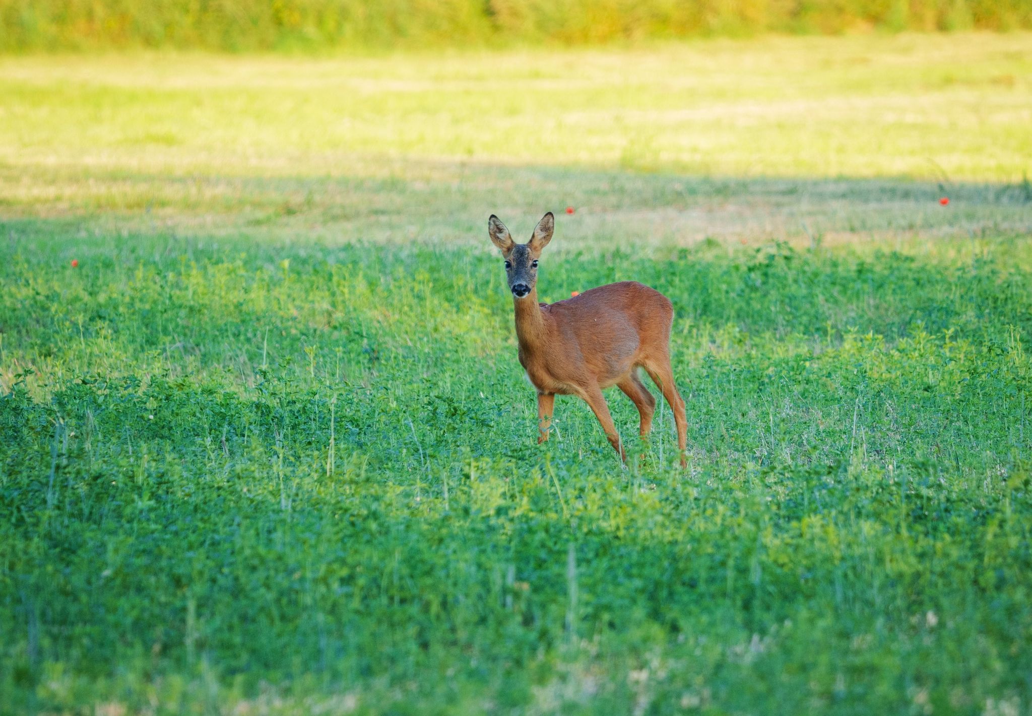 Hitze und Gewitter kommen auf Deutschland zu