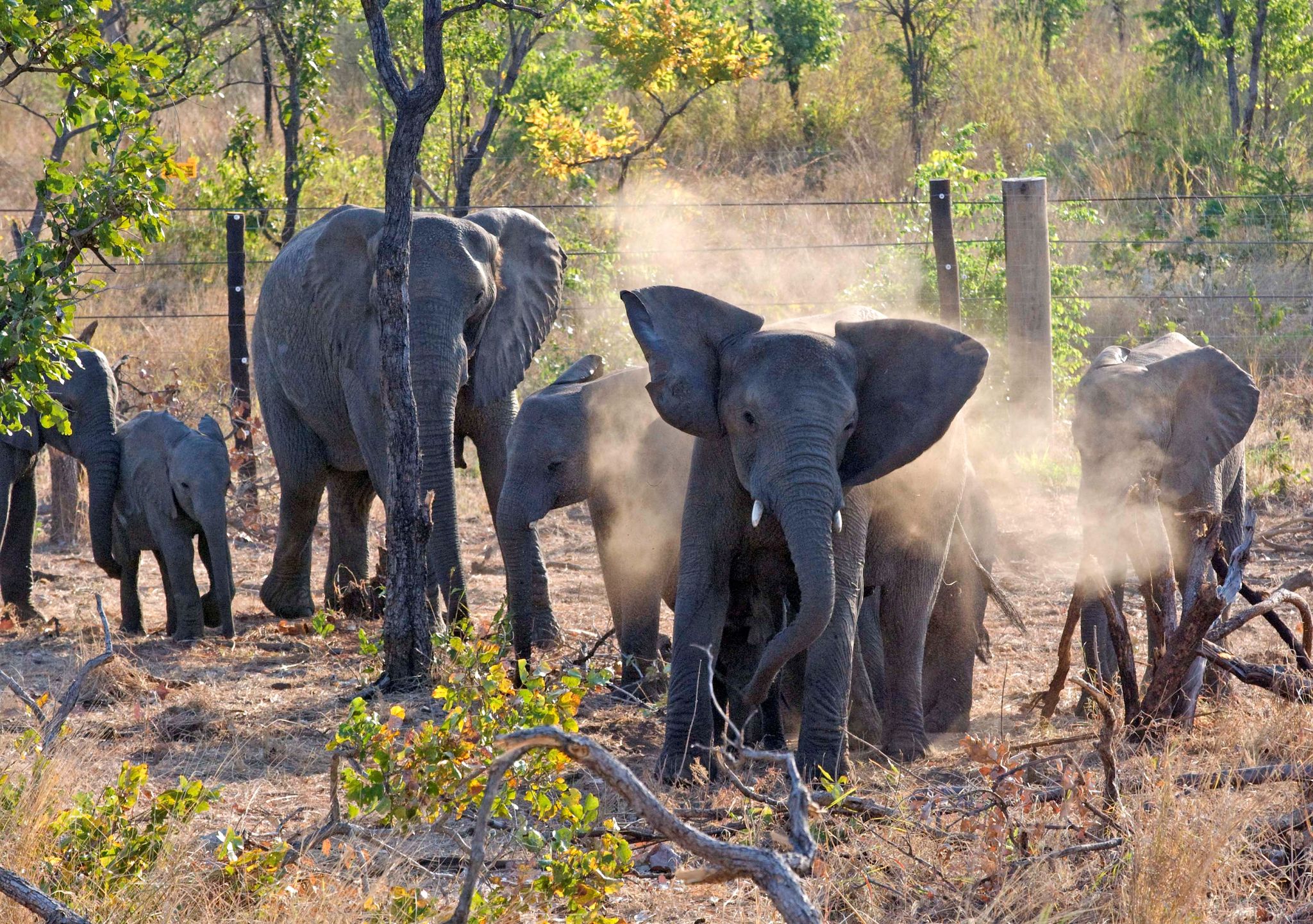 Tierschützer siedeln 250 Elefanten innerhalb von Malawi um