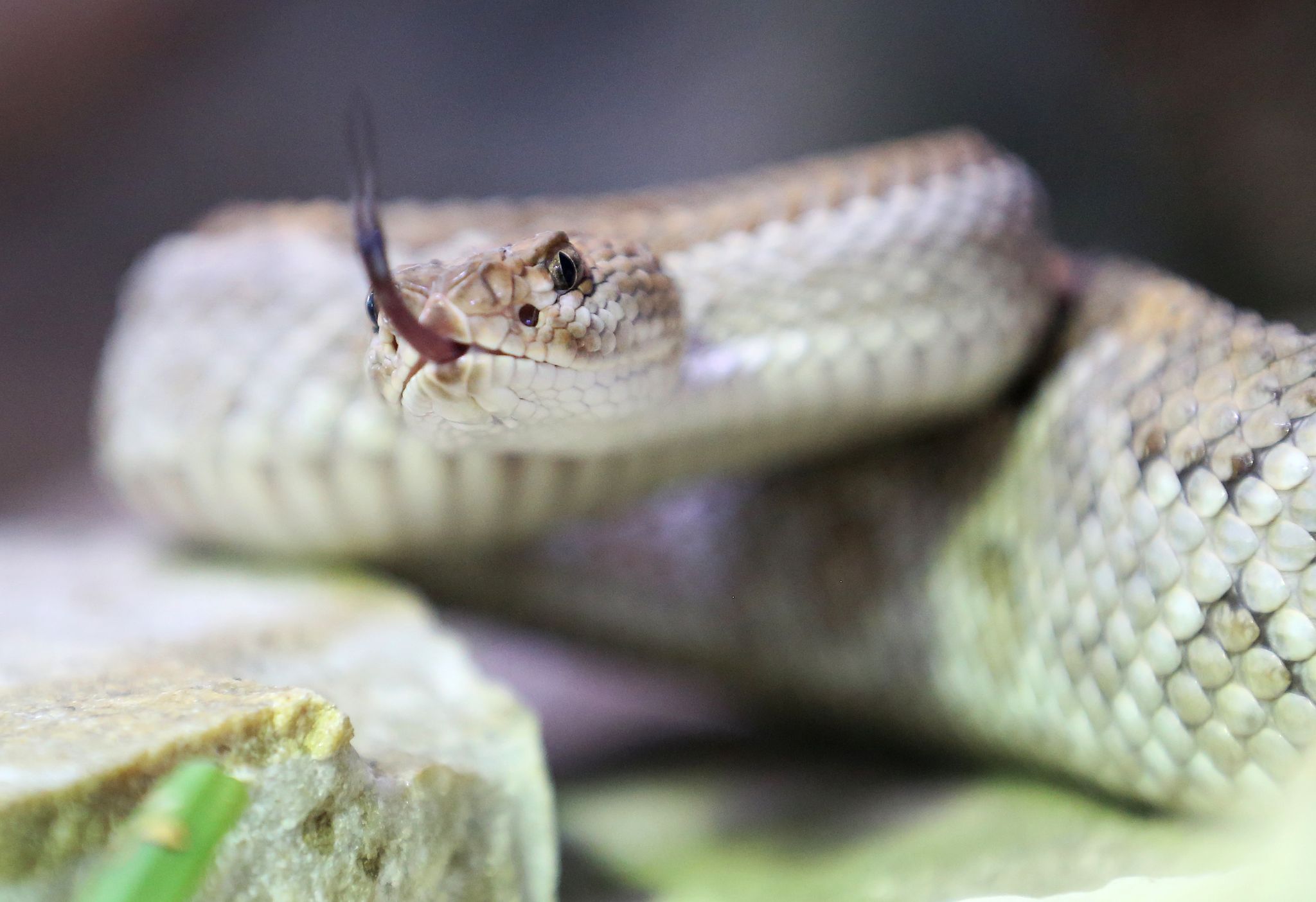 Frau nach Schlangenbiss in Lebensgefahr