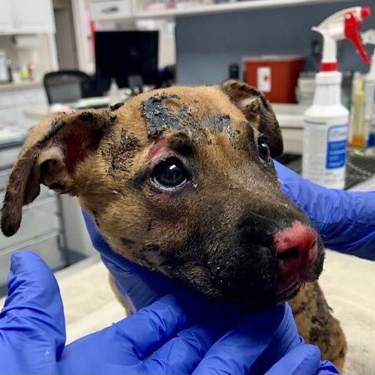 Er hat einen Welpen angezündet – Täter geschnappt