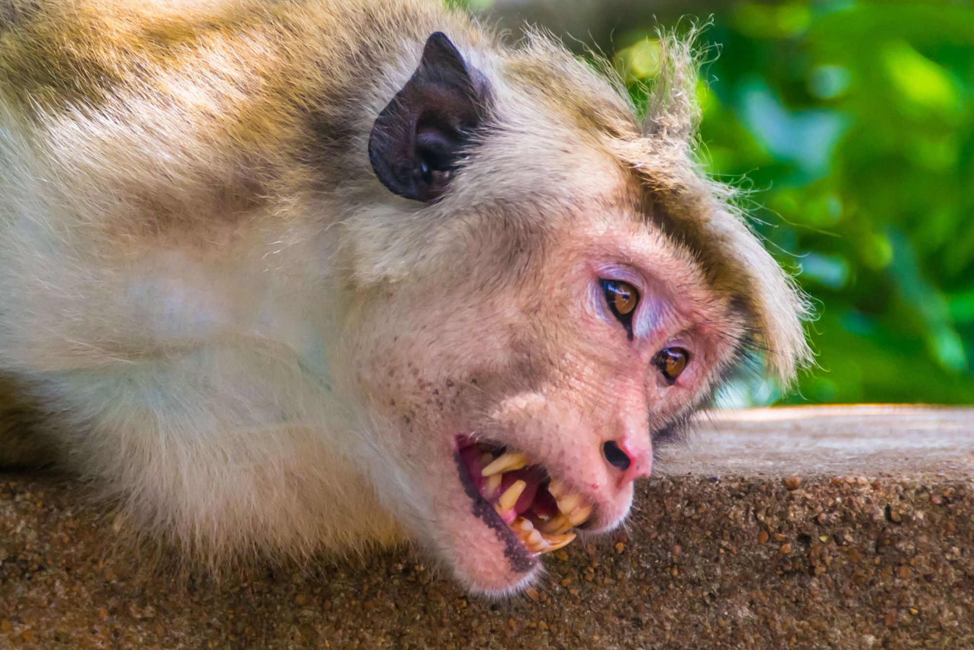 Erster Toter Mensch durch neuen Virus – „Monkey B“ aus China