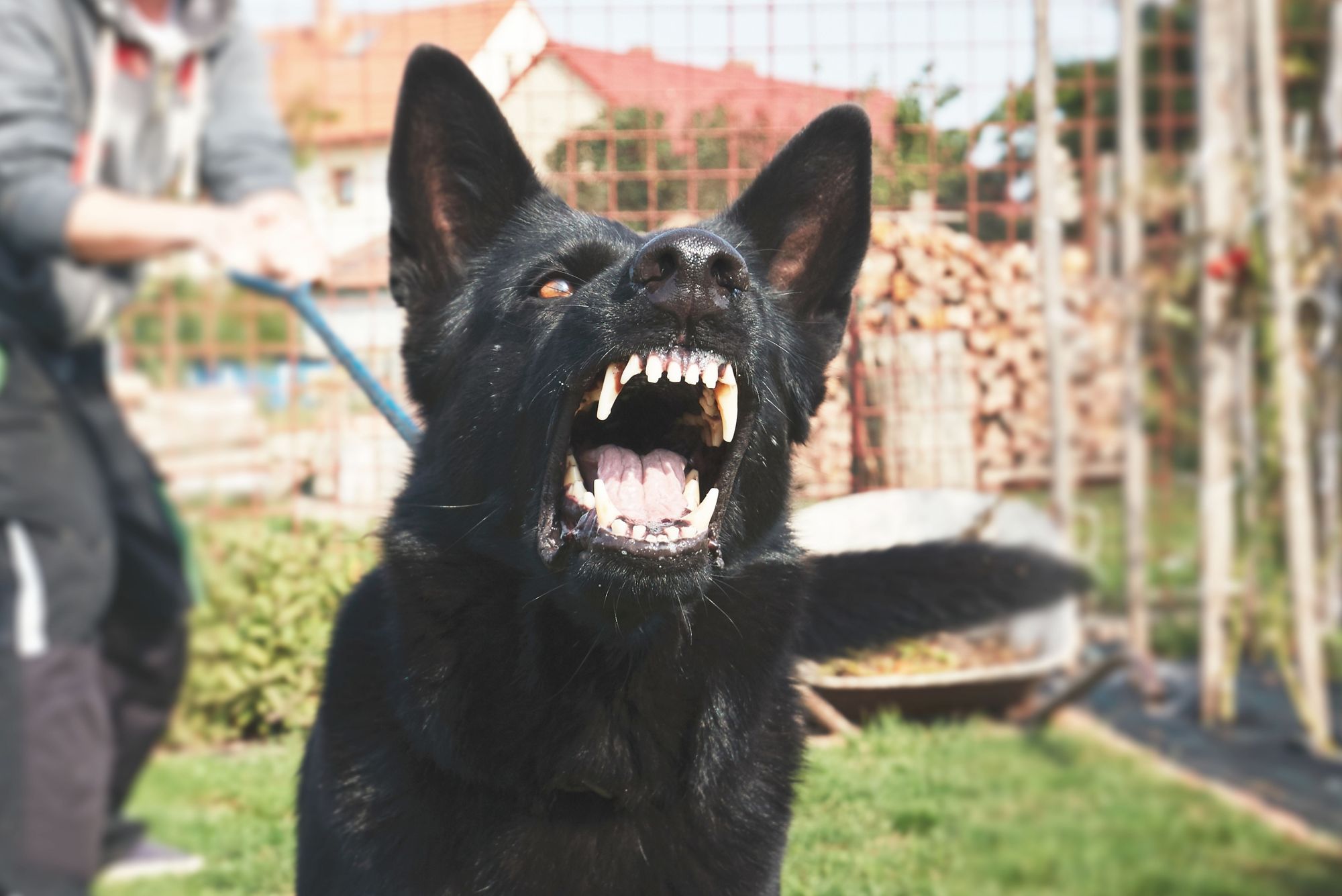 Familien-Hund tötet Baby