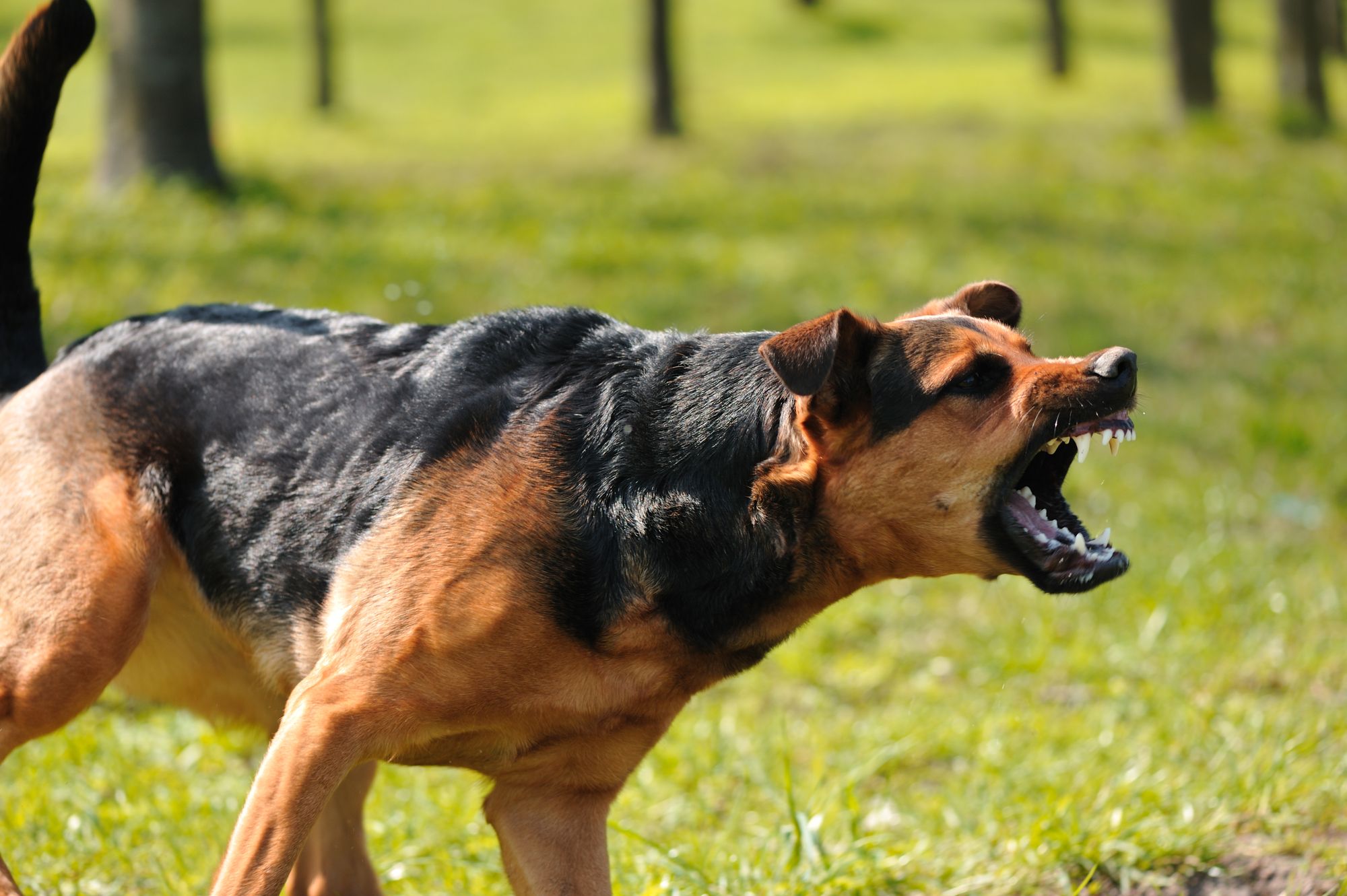 Familien-Hund tötet Kleinkind (17 Monate)