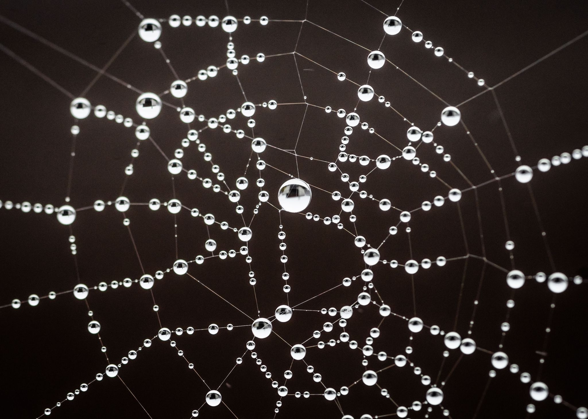 Viele Spinnennetze sind voller Mikroplastik