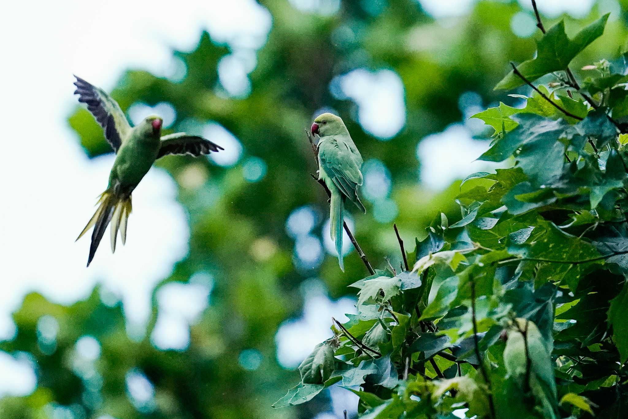 Papageien erobern deutsche Großstädte