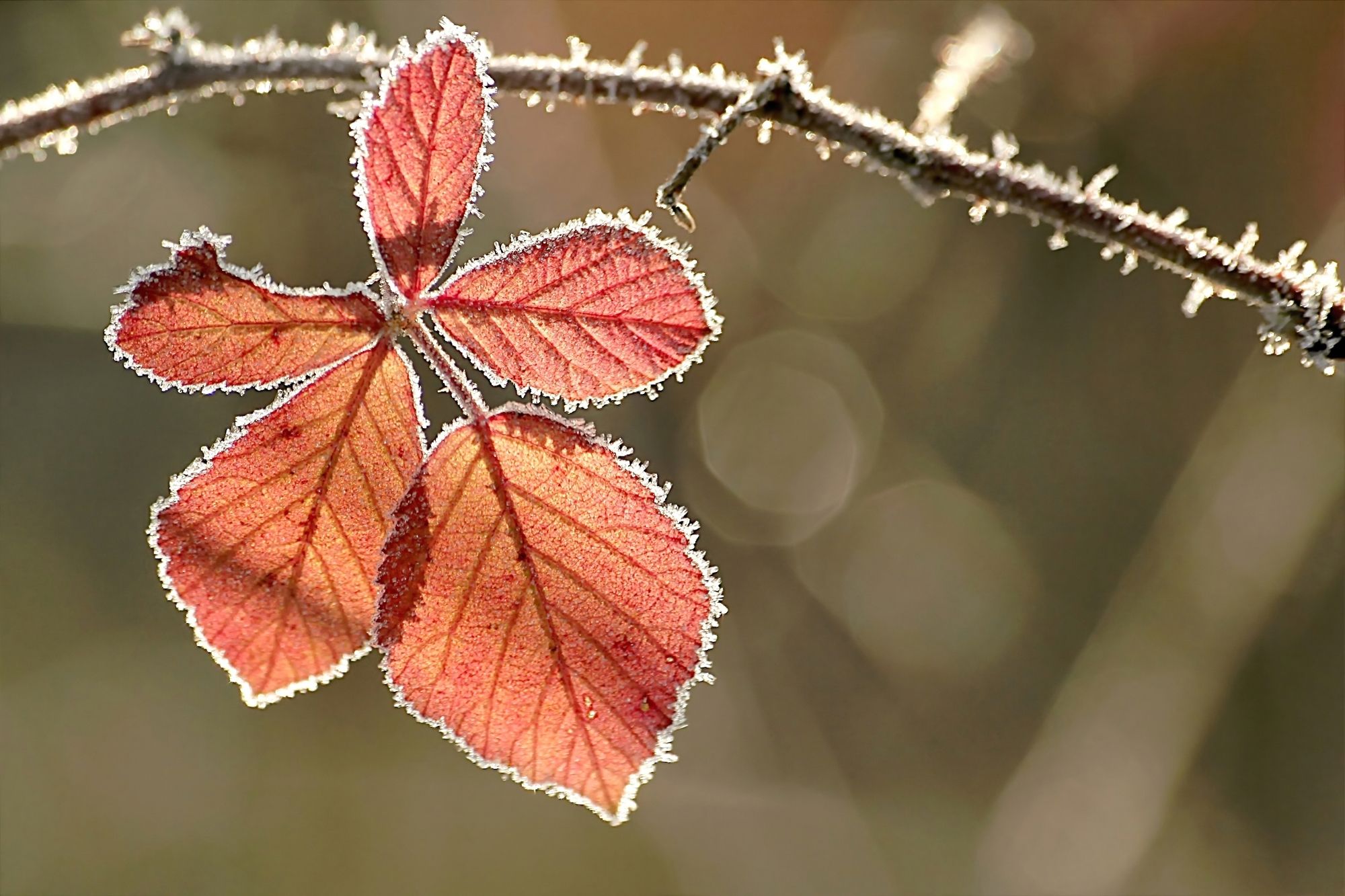 Herbst-Frost im Oktober