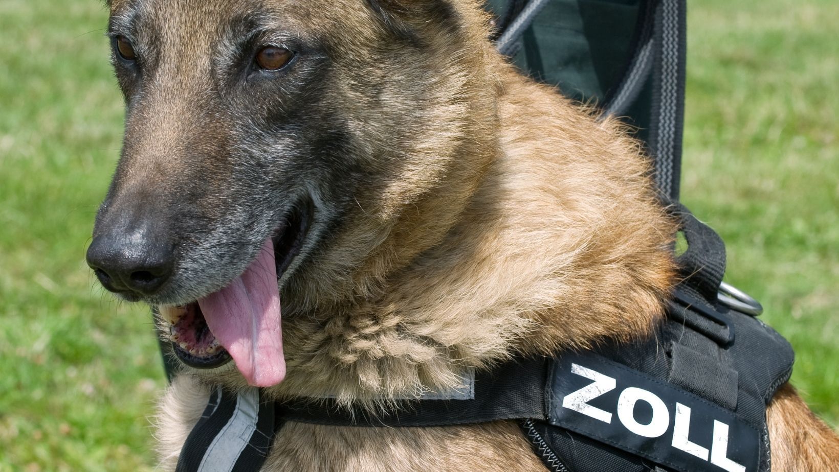 Hessen: Zollhund erschnüffelt 16kg Kokain