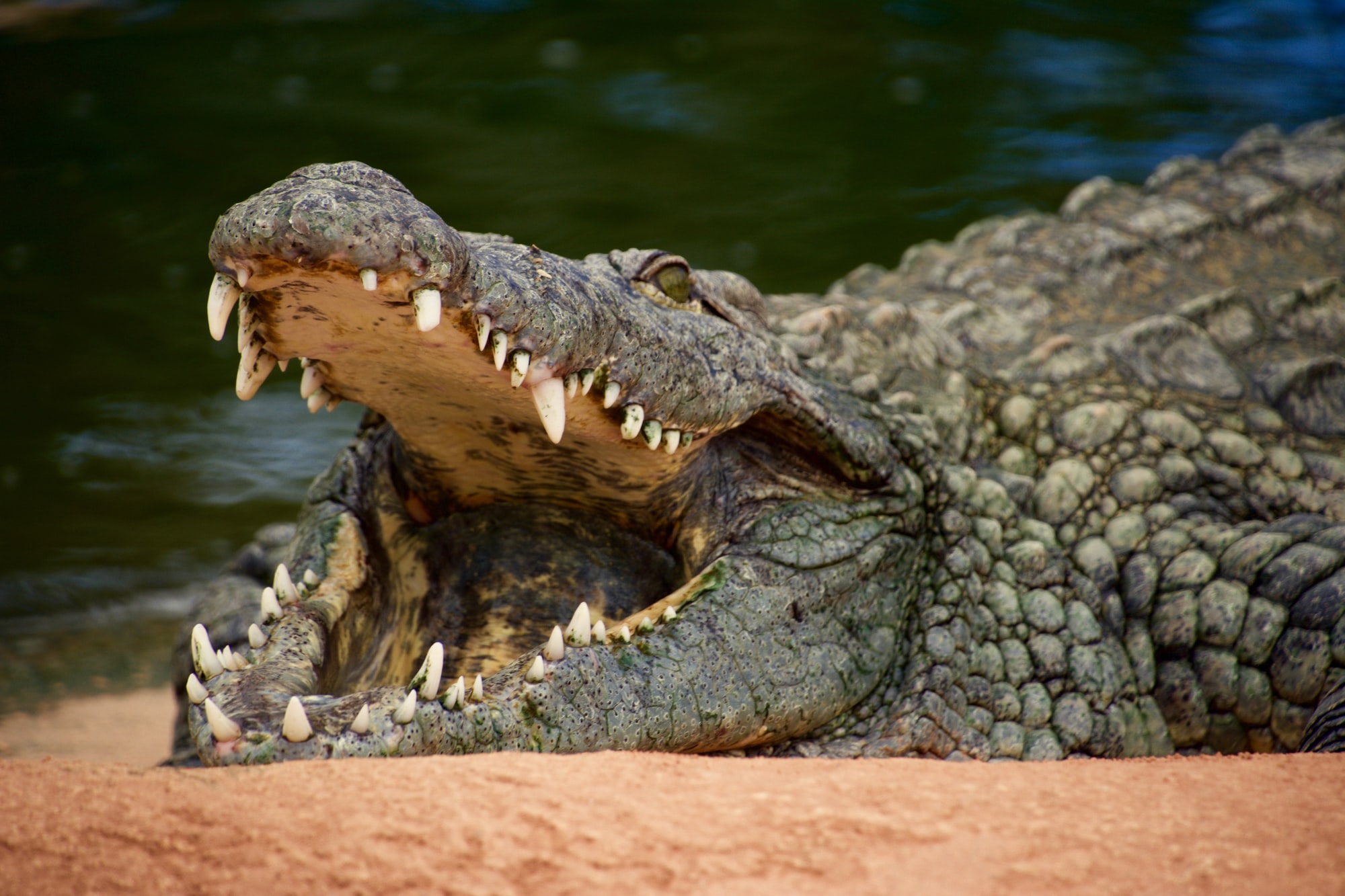Horror im Urlaubsparadies- Krokodil tötet Taucher