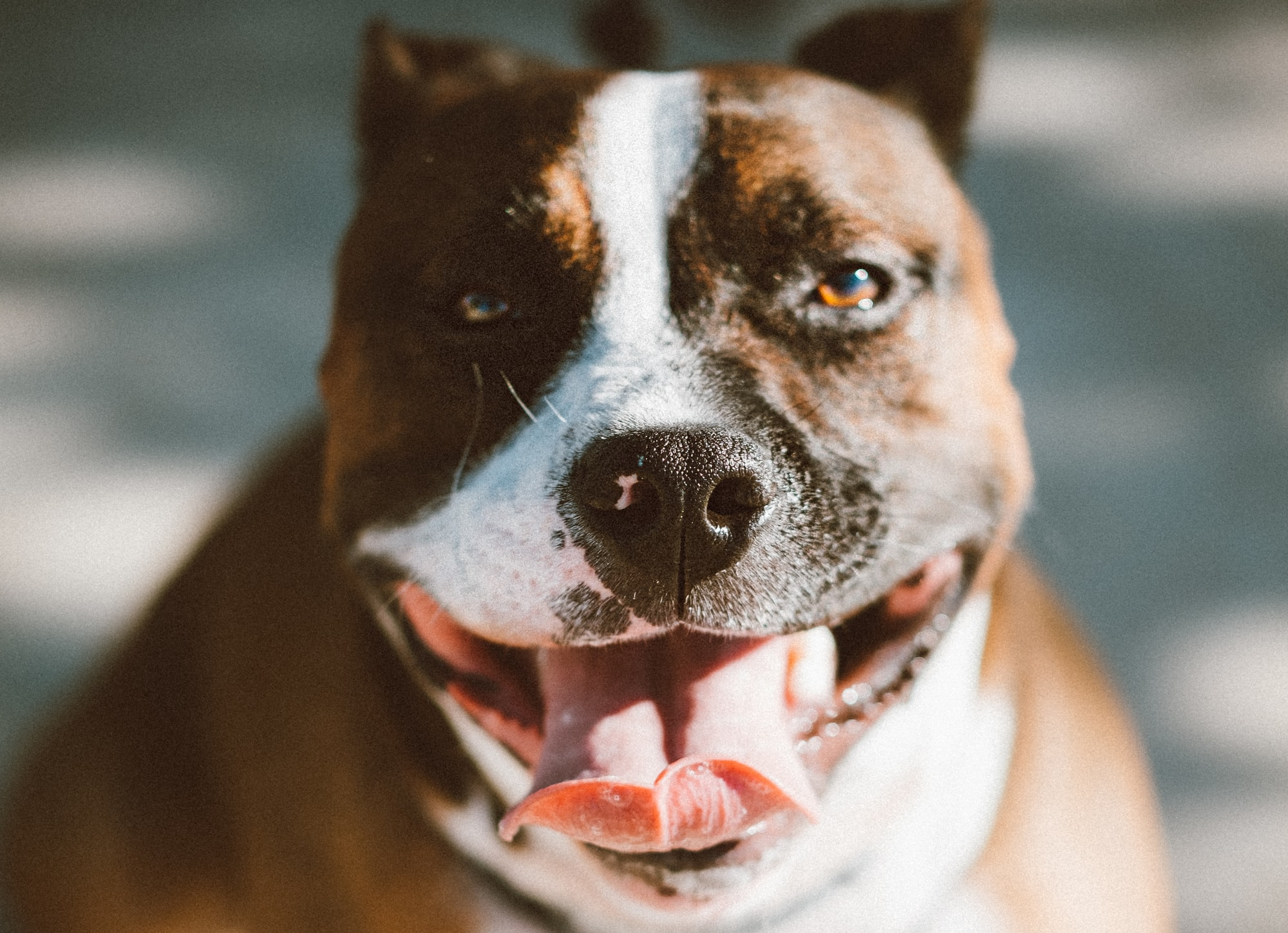 Hunde zerfleischen Seniorin (89)