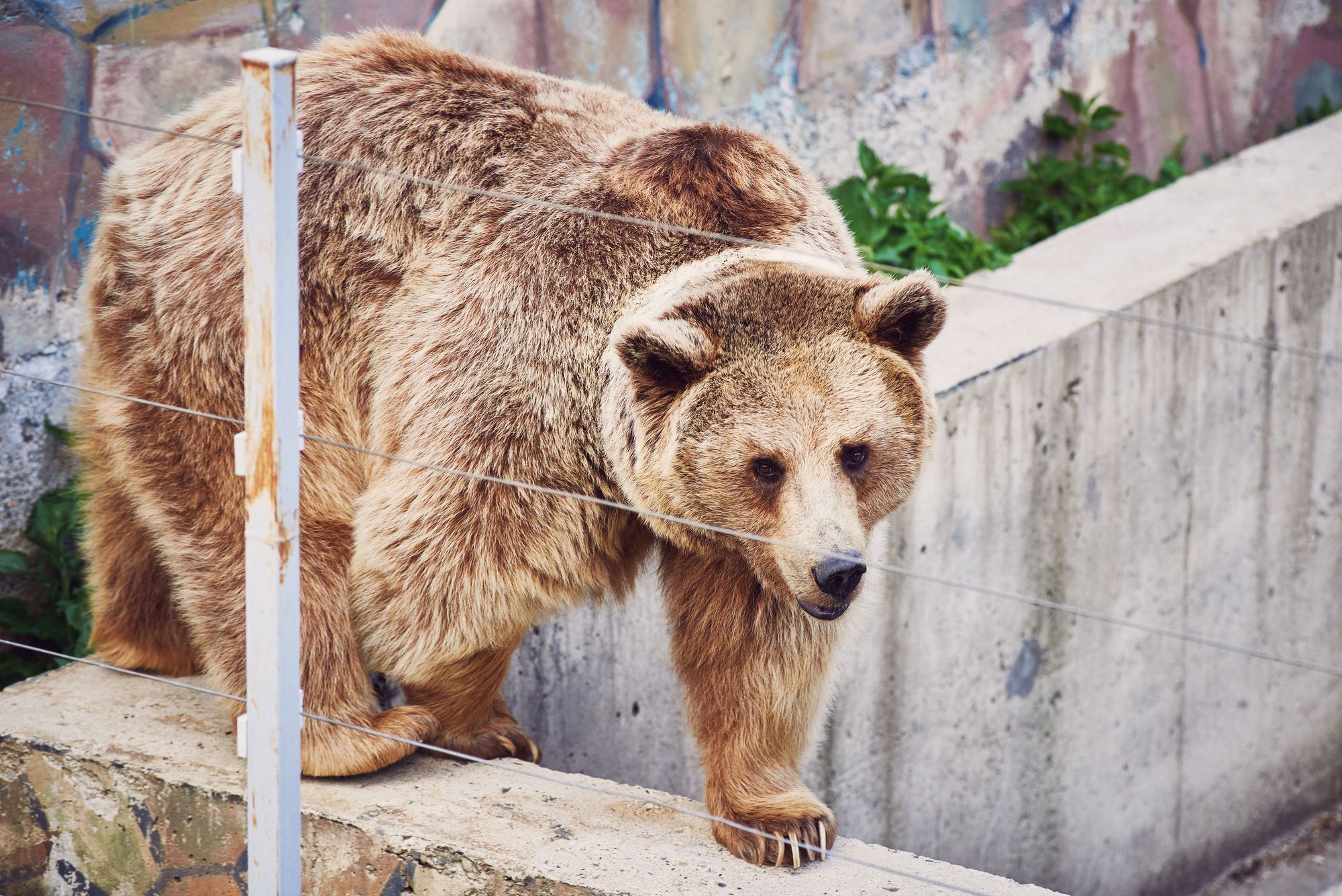 Im Zoo: Mutter wirft Kind in Bärengehege (Video)