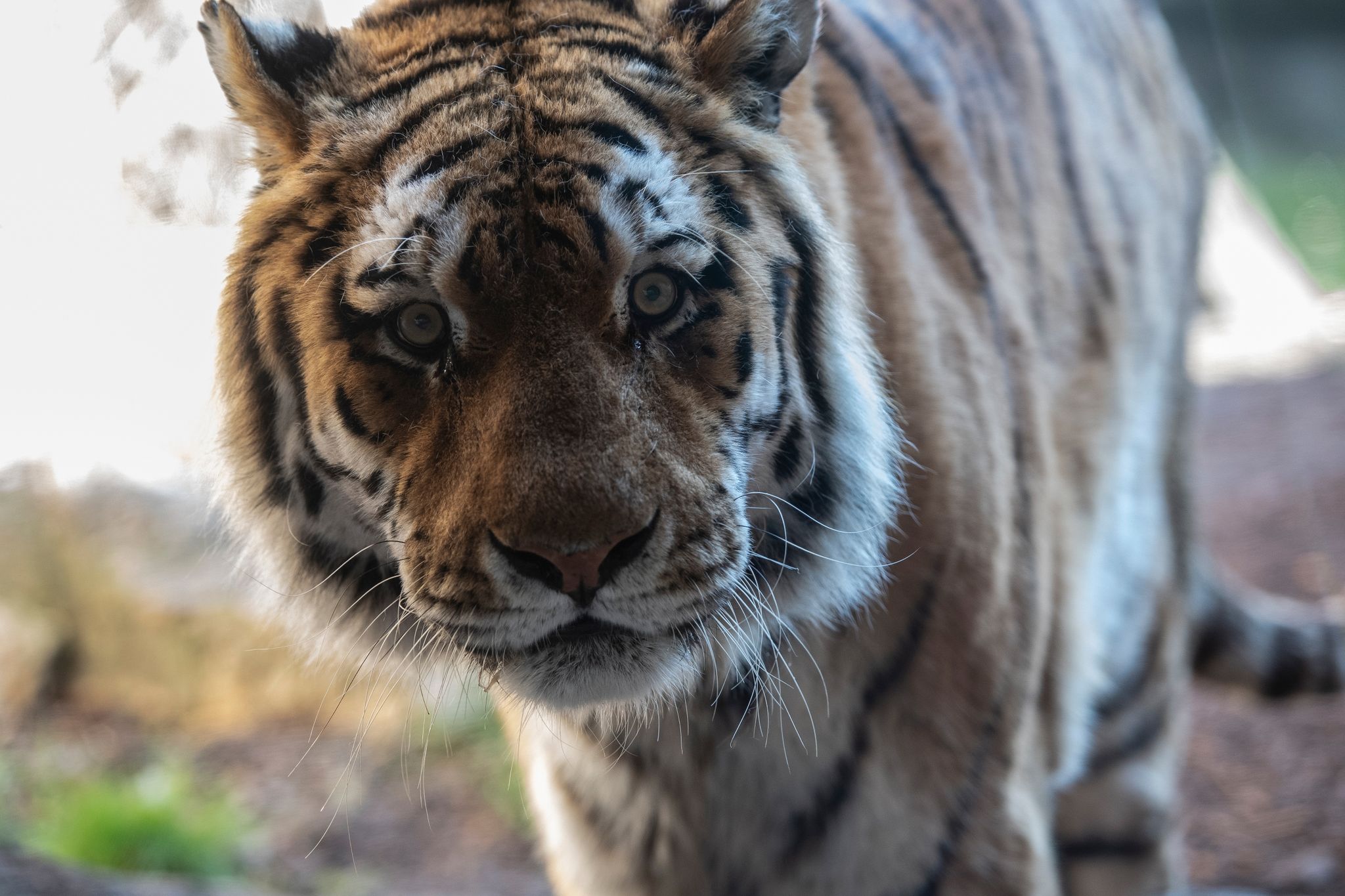 Mann stirbt nach Tigerbiss auf Privatgrundstück in Mexiko