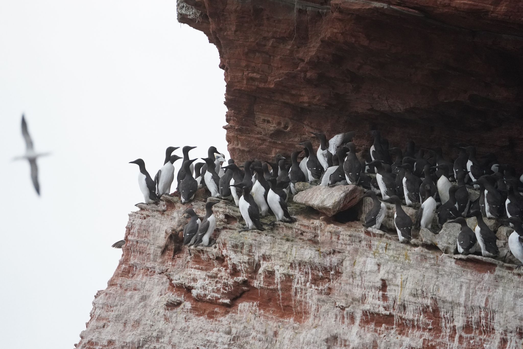 Helgoland: Lummensprung der Trottellummenküken hat begonnen