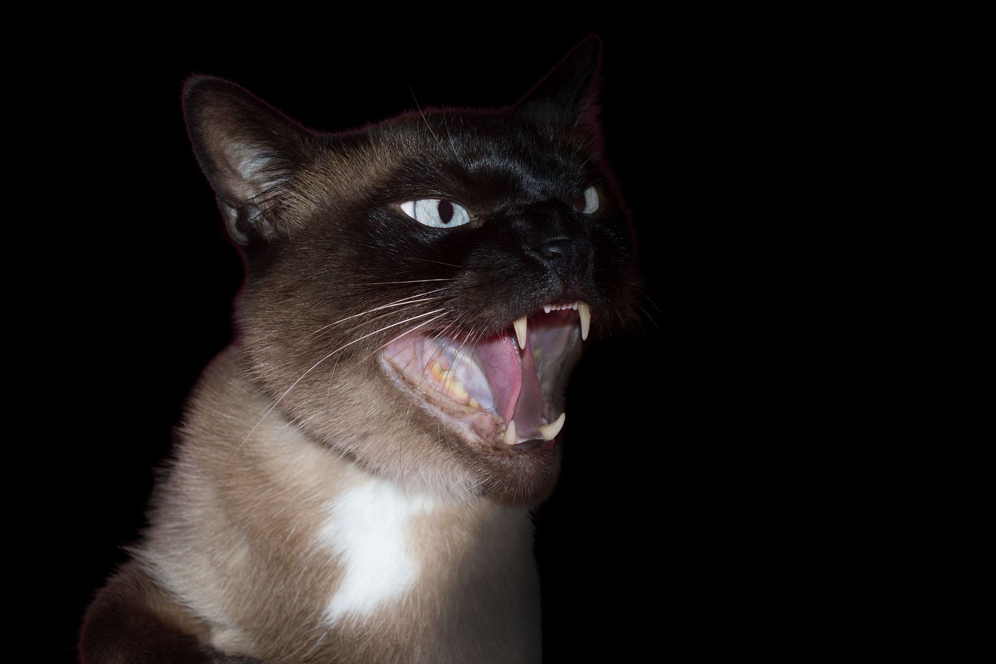 Katzen fressen ihre Besitzerin Newsflash24 Katzen fressen ihre Besitzerin Newsflash24
