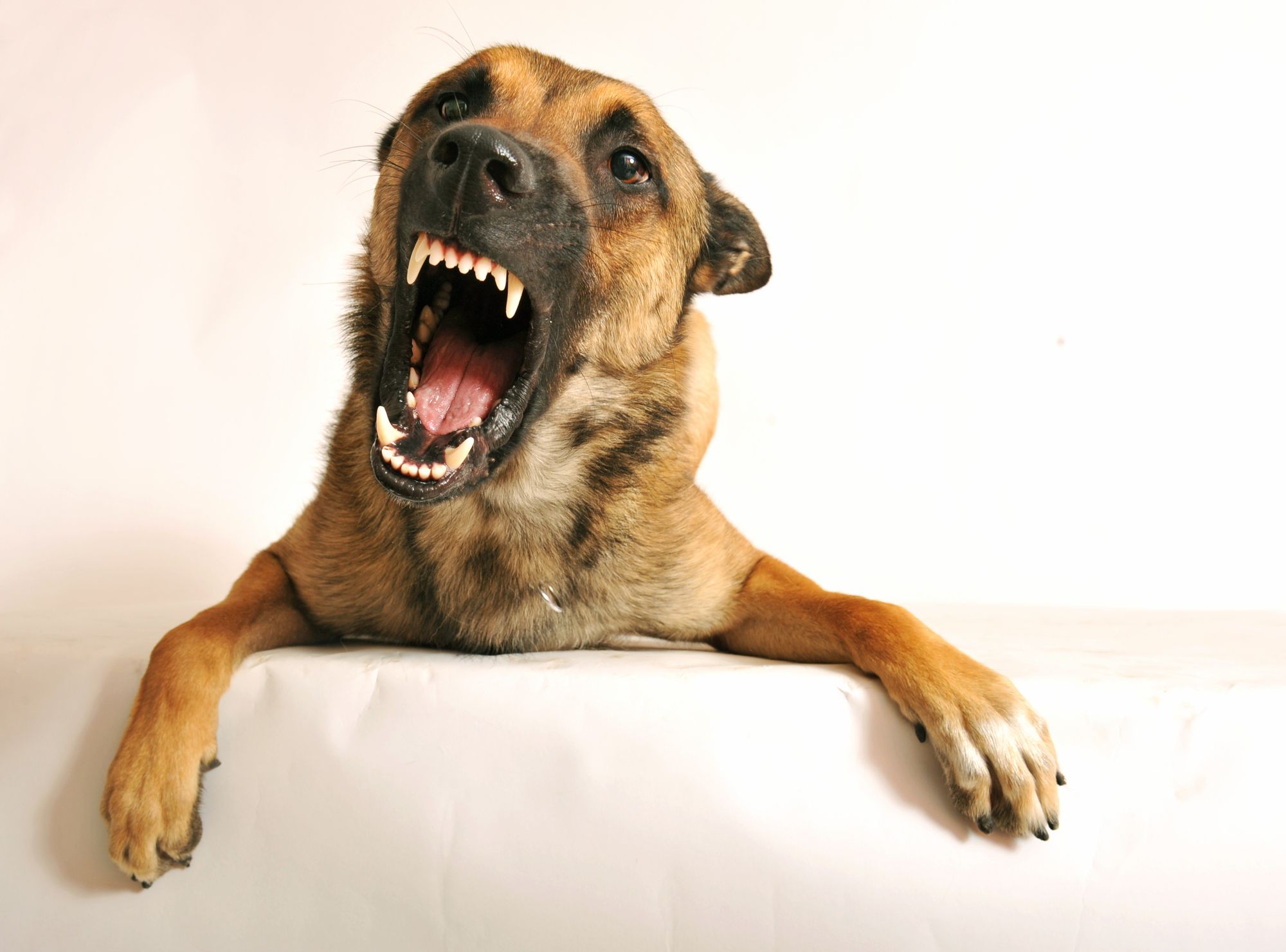 Kind (2) von Familien-Hund getötet