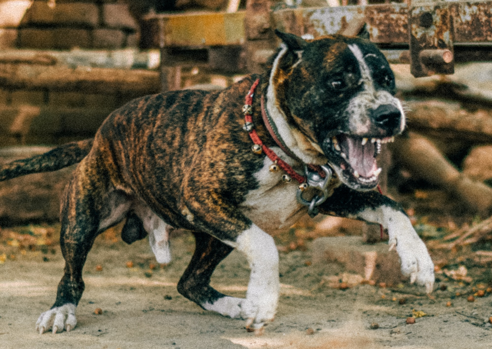 Kind von Hund getötet