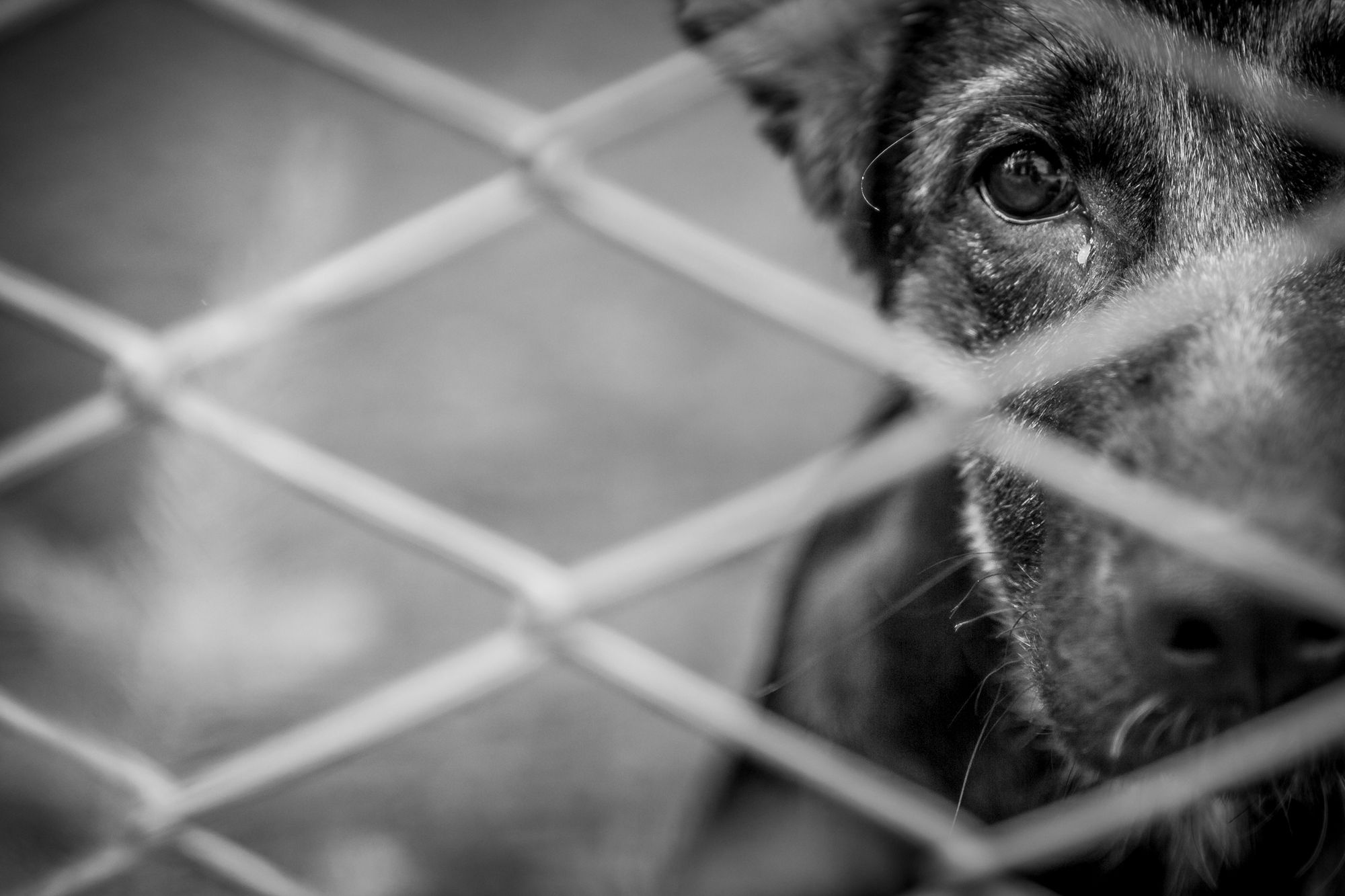 Kleiner Hund in Dresden geköpft! Polizei sucht Zeugen