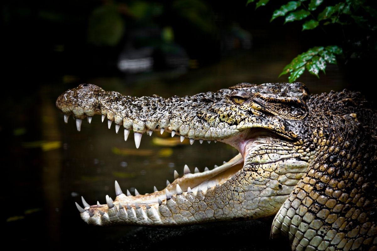 Krokodil frisst 300 Menschen