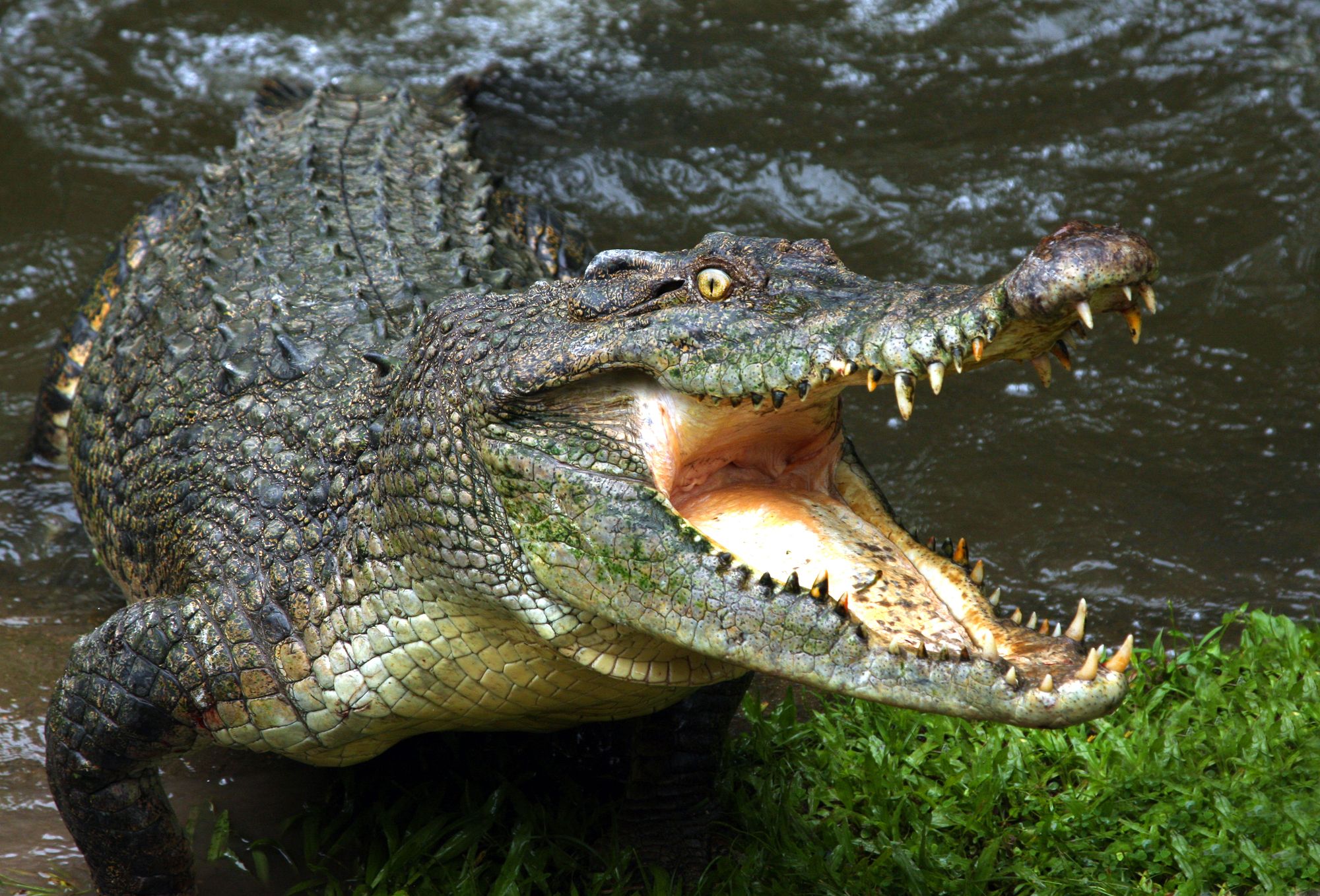 Krokodil köpft und zerfleischt Jungen (15)