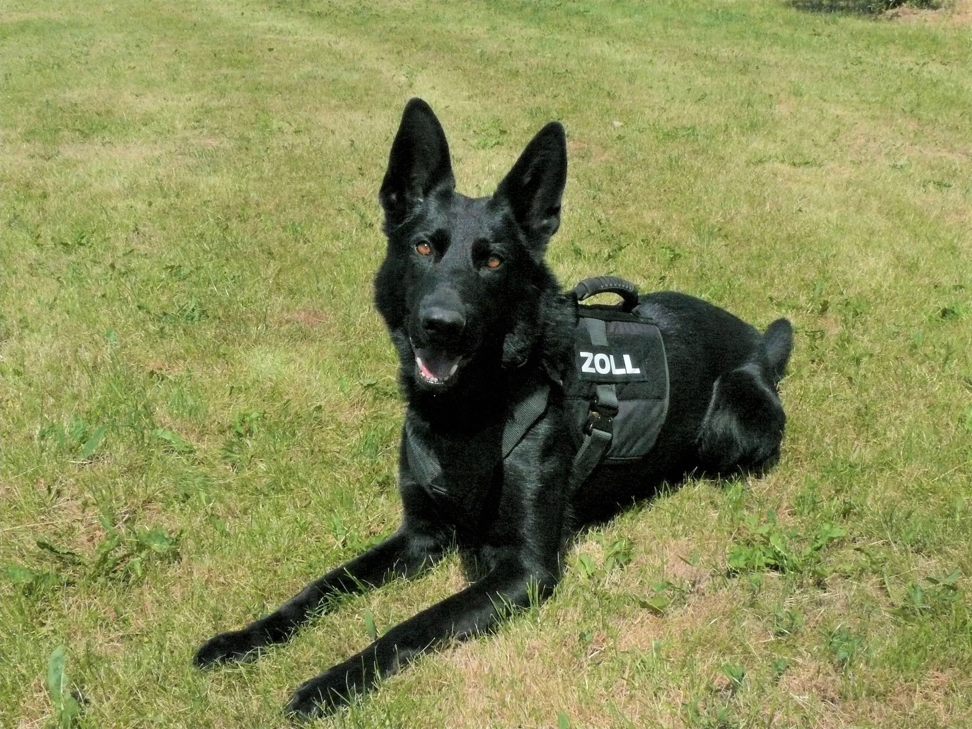 Leipzig: Zollhunde erschnüffeln 30 Kilogramm Drogen