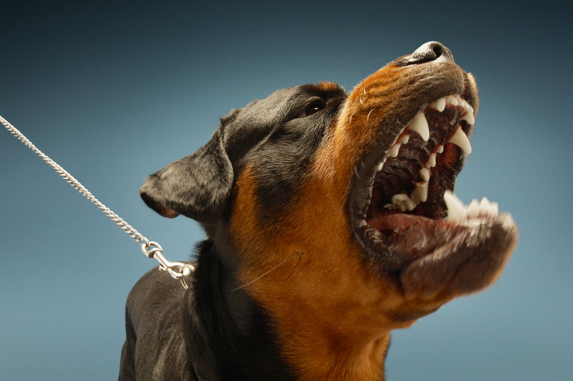 Mann tritt Hund – der beißt ihm den Zeh ab!