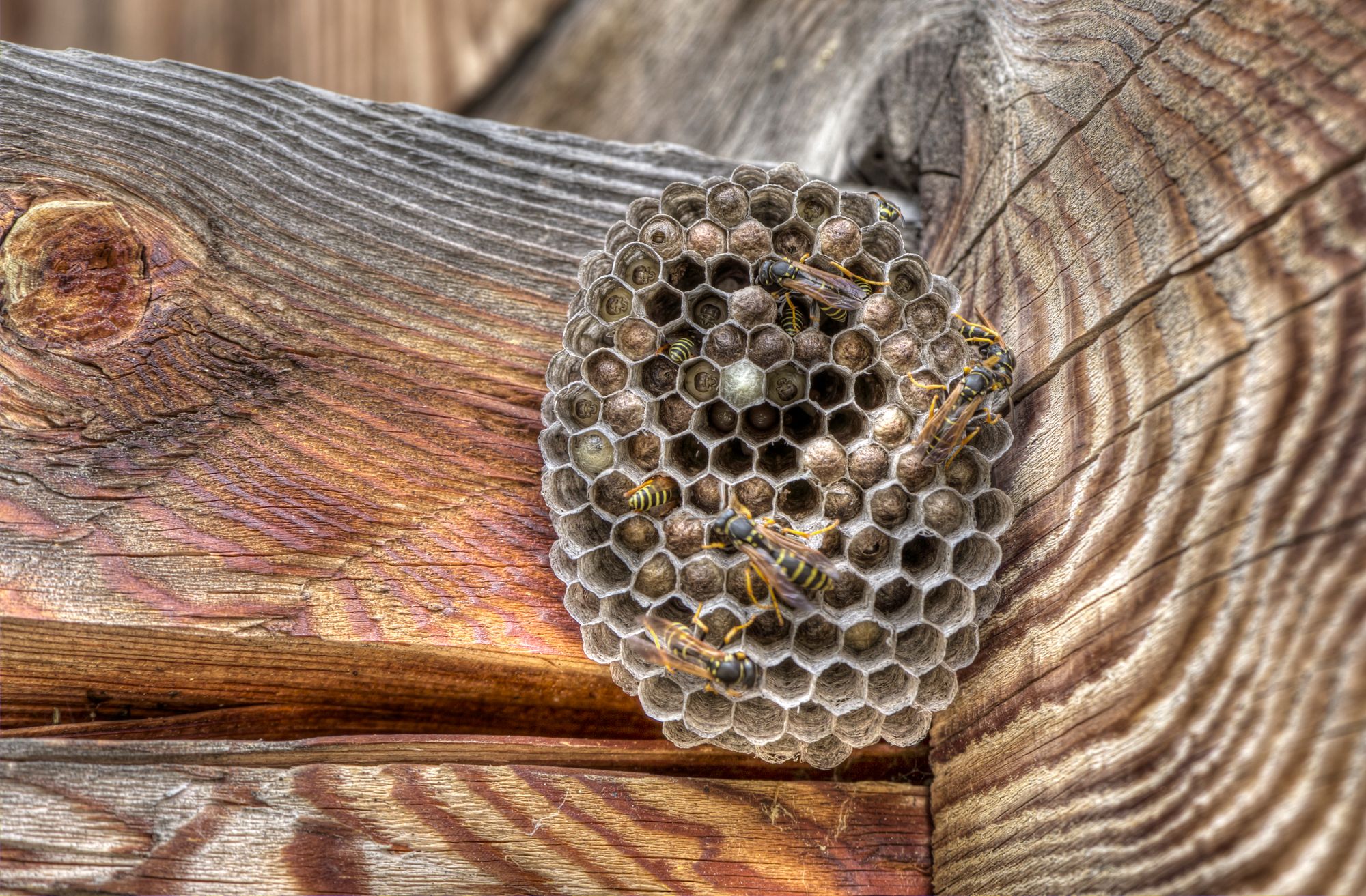 Mann will Wespen vertreiben und verursacht dabei ein großes Feuer