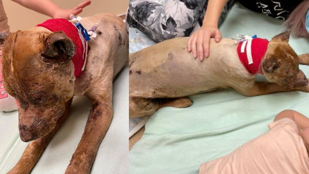 Mann zündet Hündin „Dixie“ seiner Ex-Freundin aus Rache an