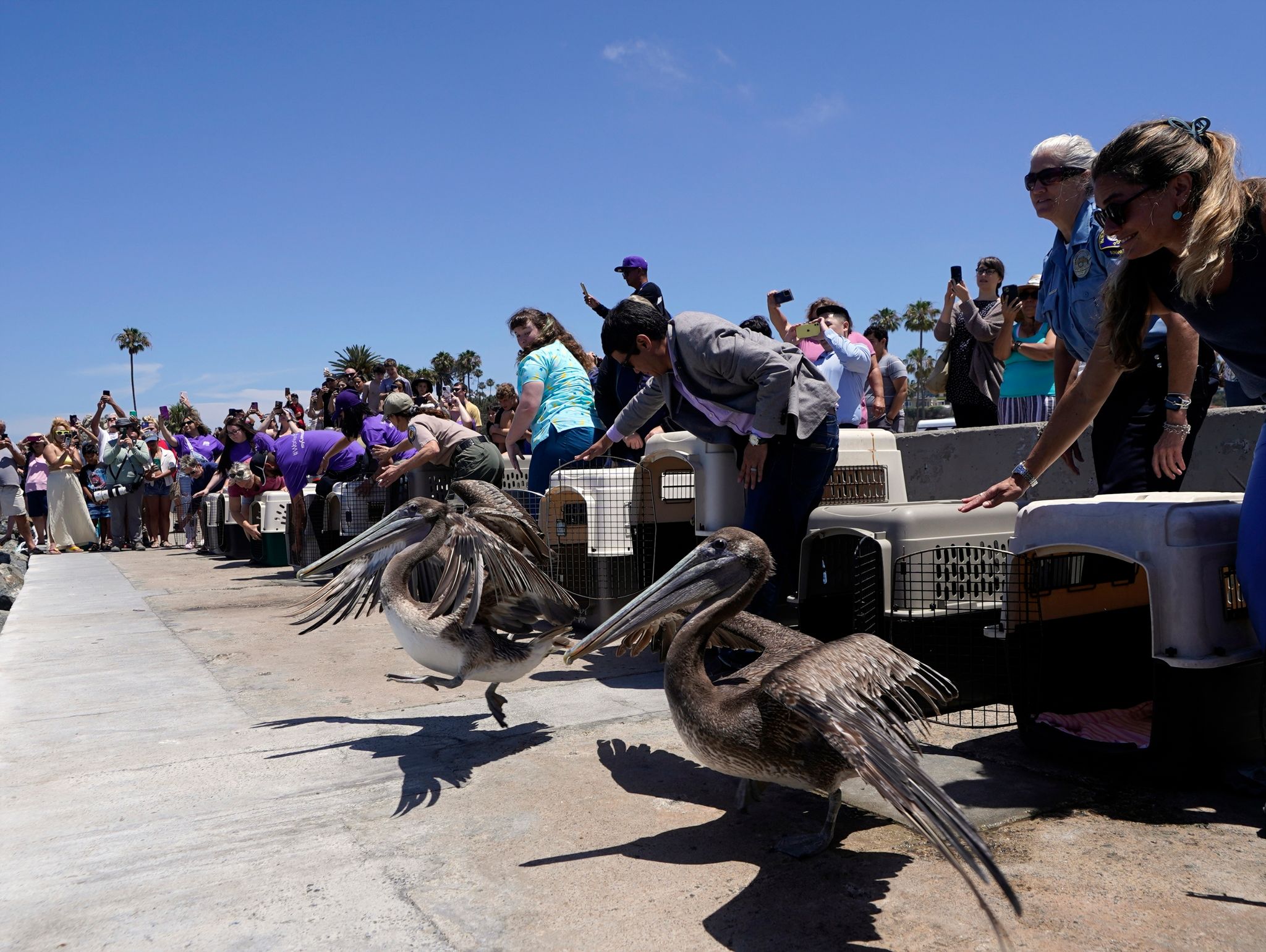 Ein Dutzend gerettete Pelikane bei Los Angeles ausgewildert
