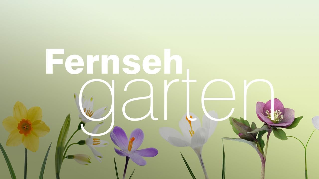 Morddrohungen nach Auftritt im „ZDF-Fernsehgarten“