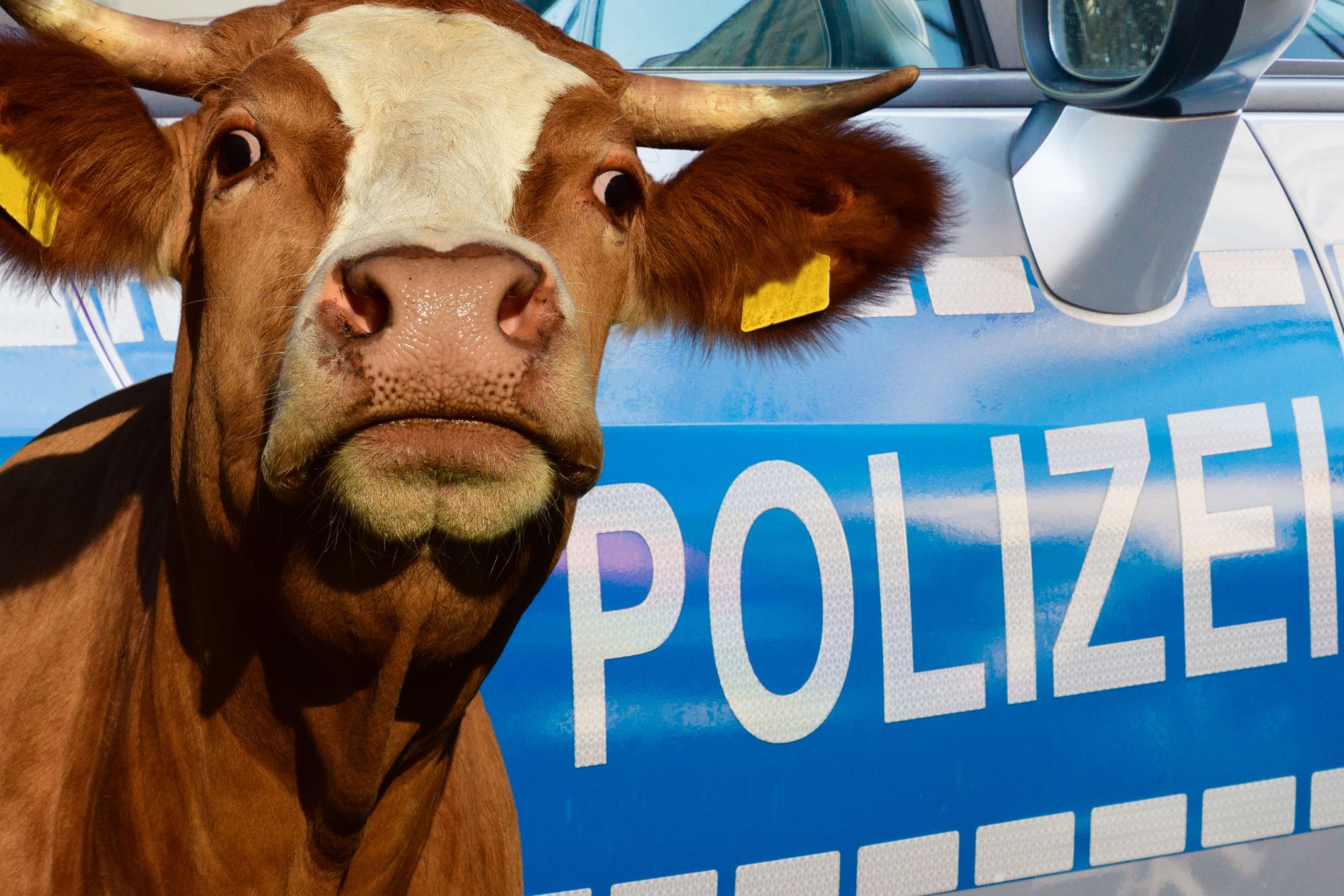 NRW: Kuh attackiert Streifenwagen