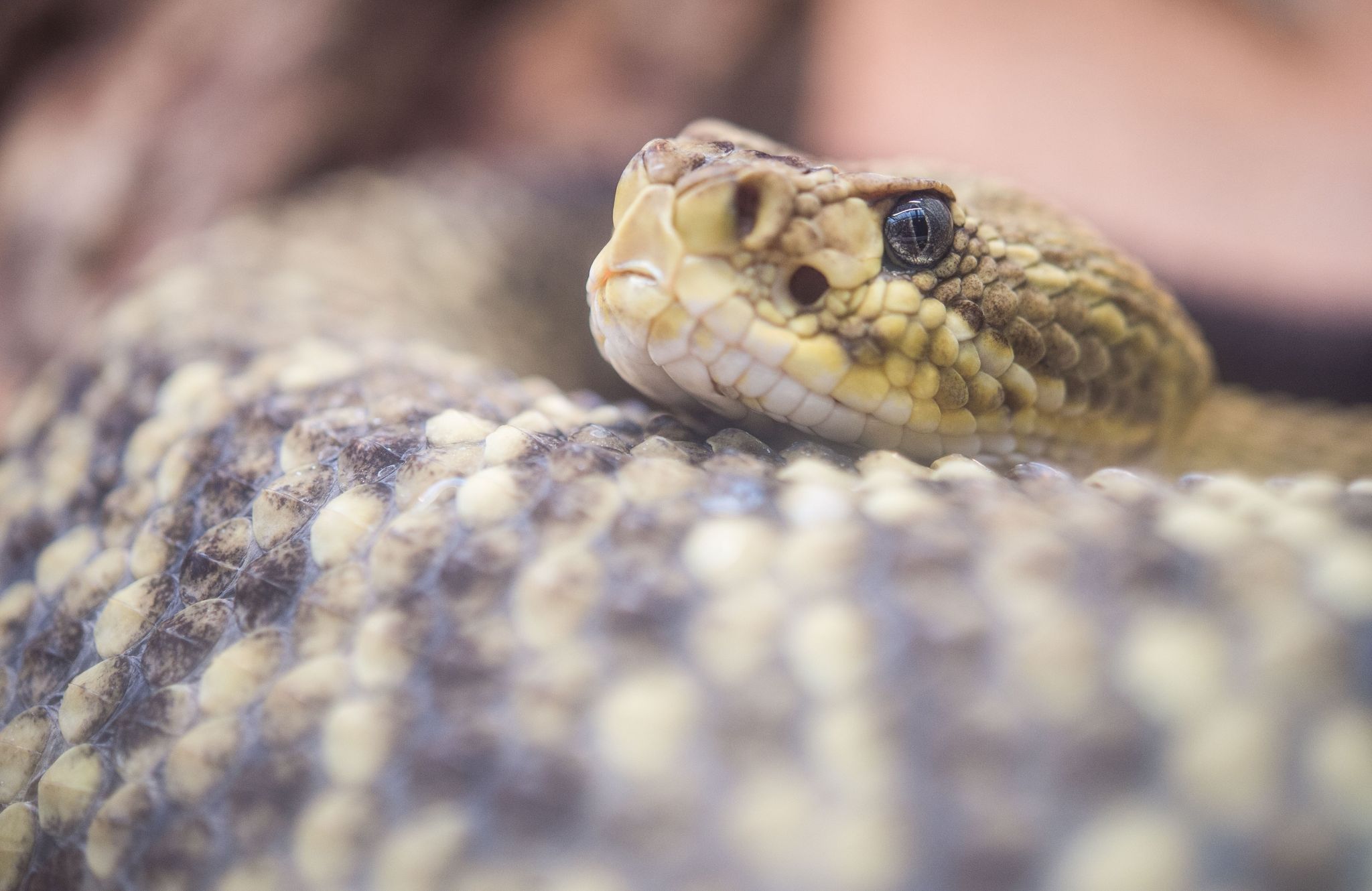Von Klapperschlange gebissen – 35-Jährige außer Lebensgefahr