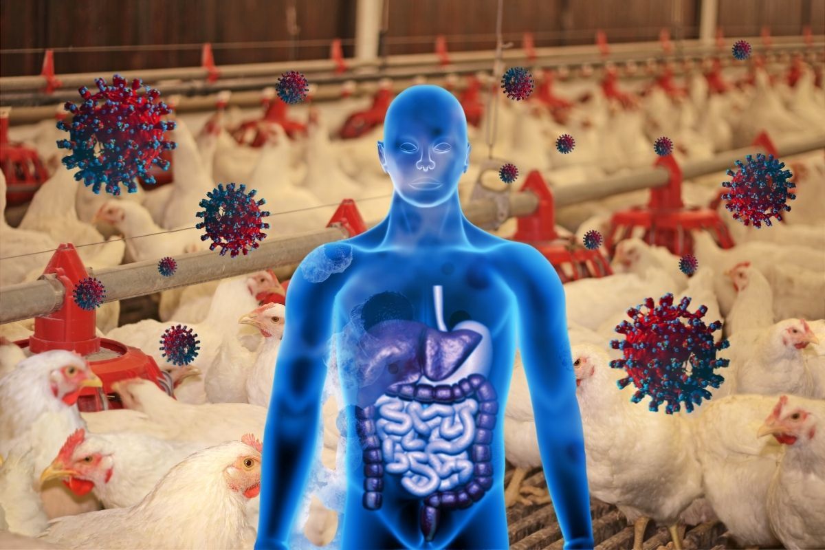 Neuartiger Virus infiziert Menschen