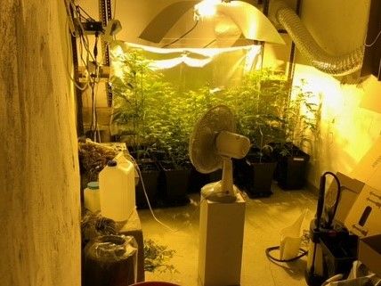 Nordrhein-Westfalen: Kripo findet Marihuana-Plantage bei Hausdurchsuchung