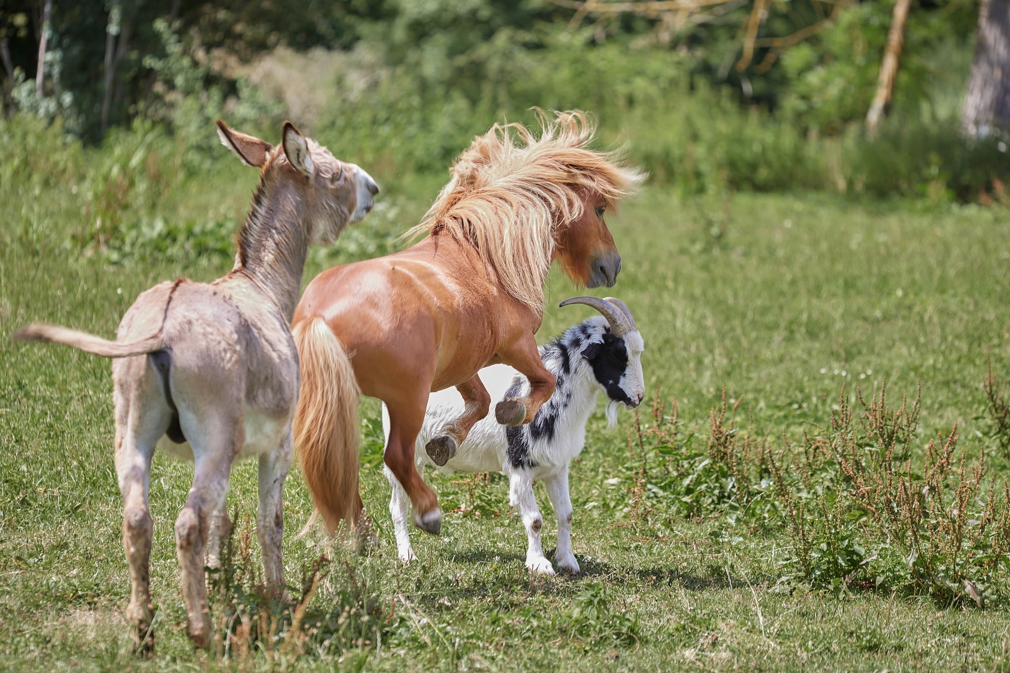 Pferdeschänder flüchtet in den Wald von Michelstadt, Hessen